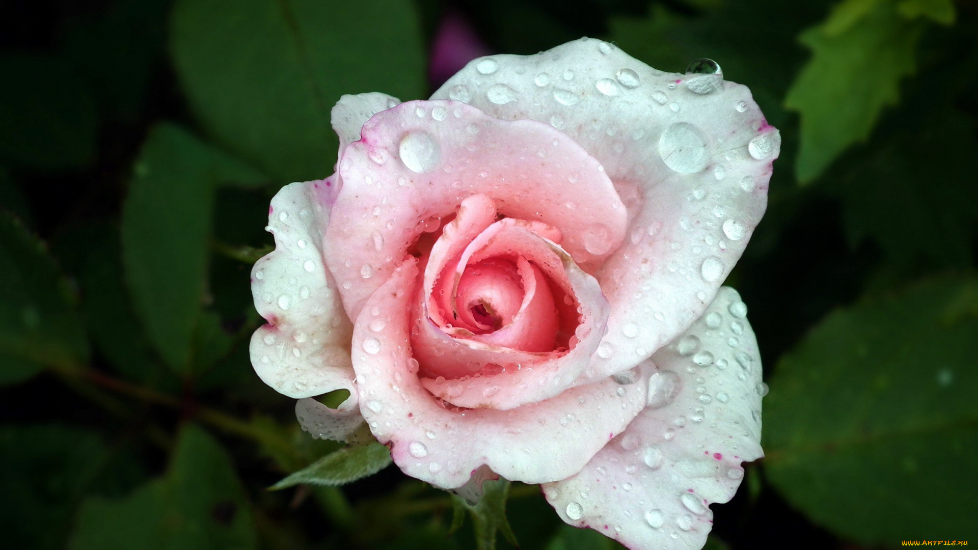 цветы, розы, капли, бутон