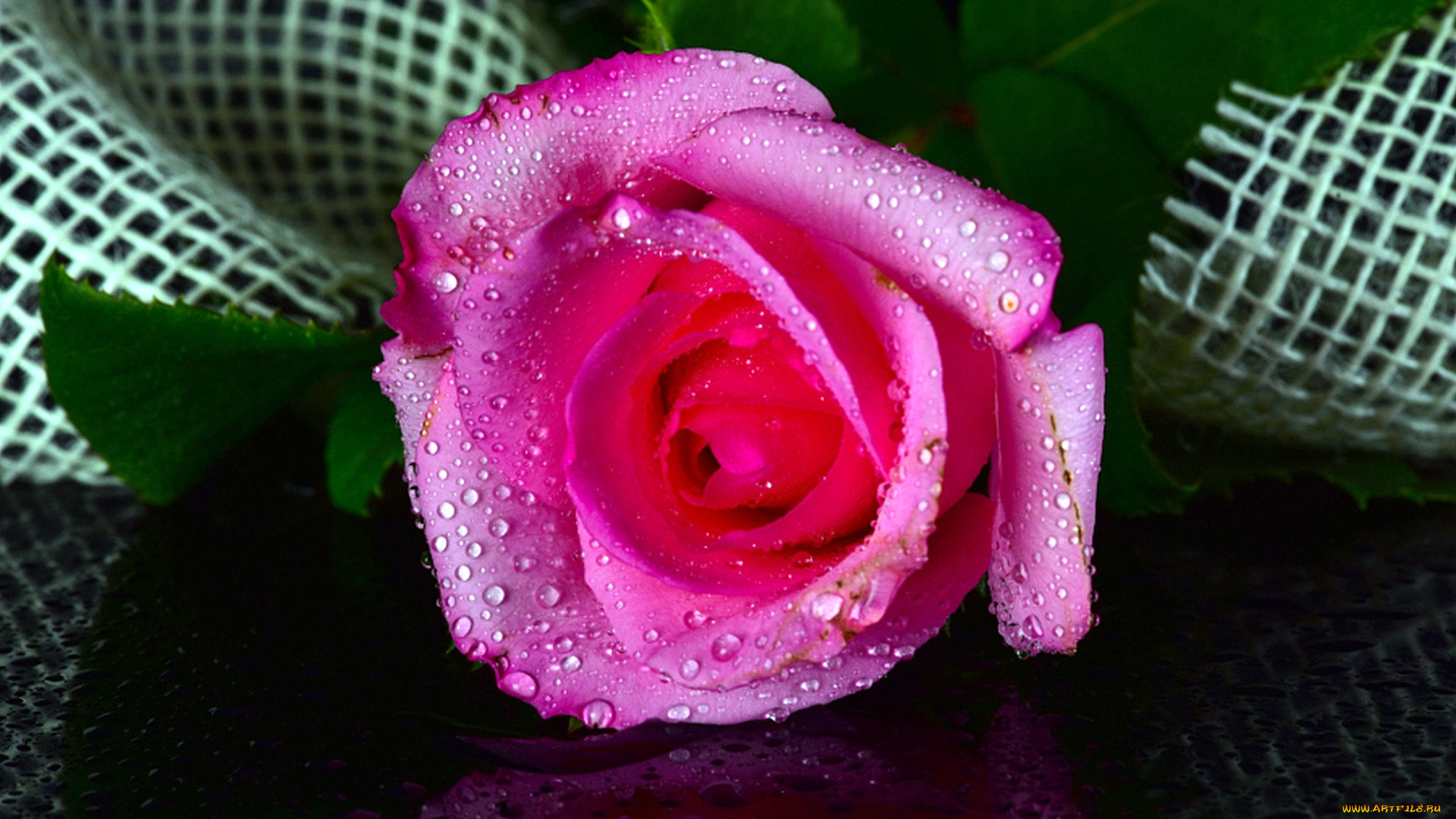 цветы, розы, капли, розовый, нежный