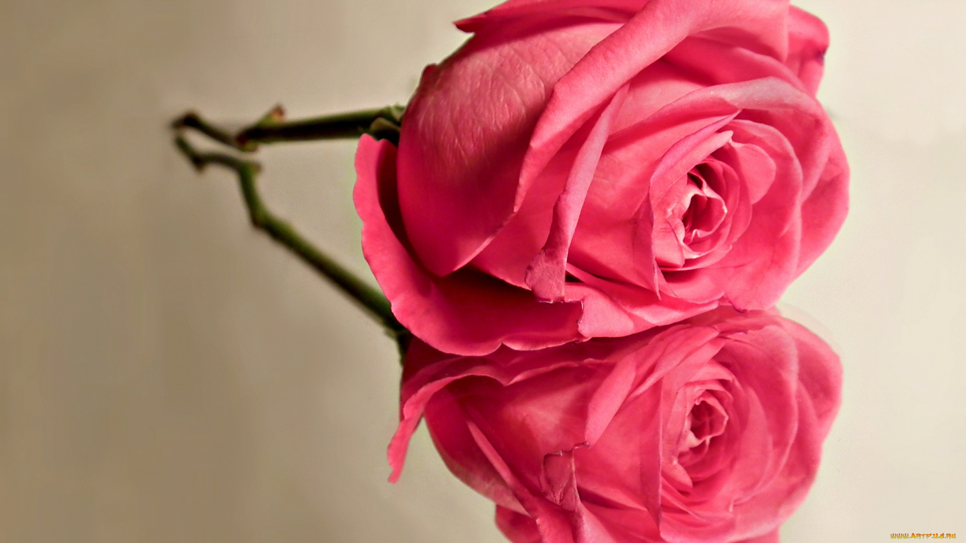 цветы, розы, розовый, бутон, одинокий