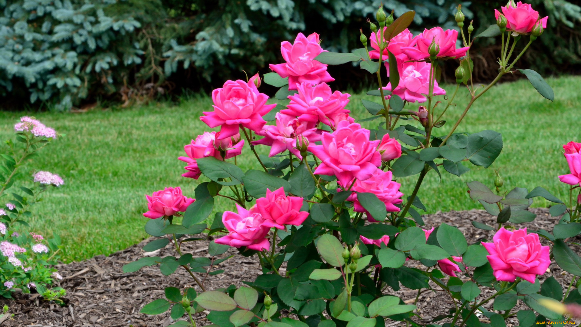 цветы, розы, розовый, куст