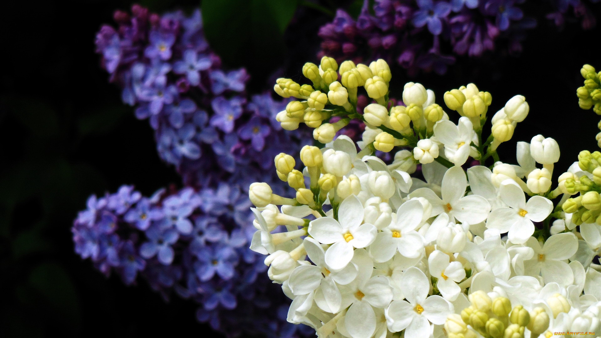 цветы, сирень, гроздья, весна