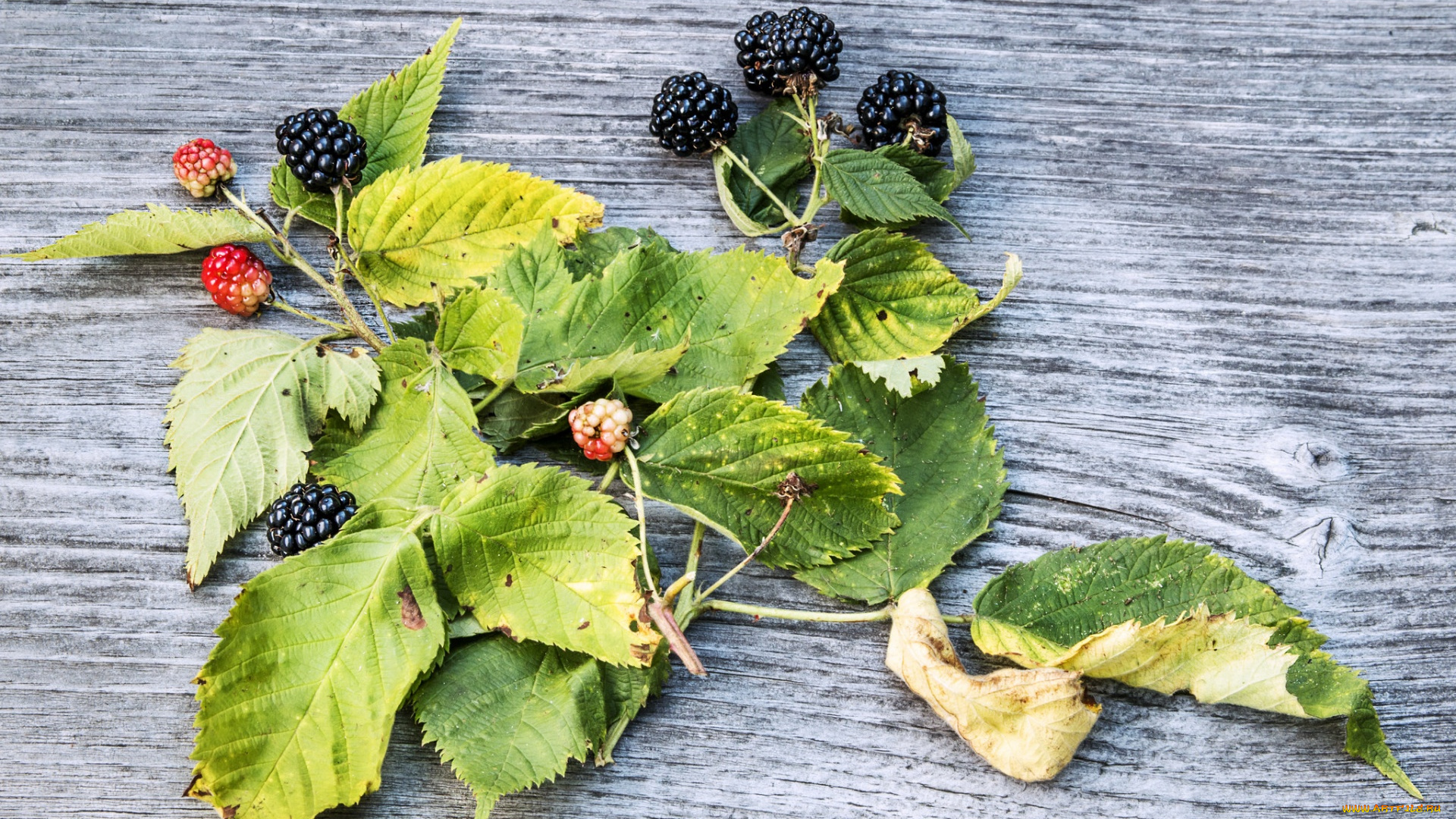 еда, ежевика, ягоды, листья
