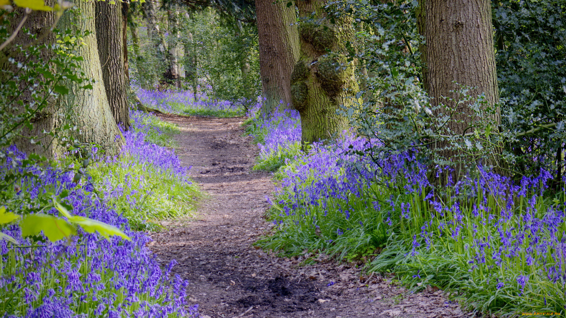 природа, дороги, цветы, тропинка, лес