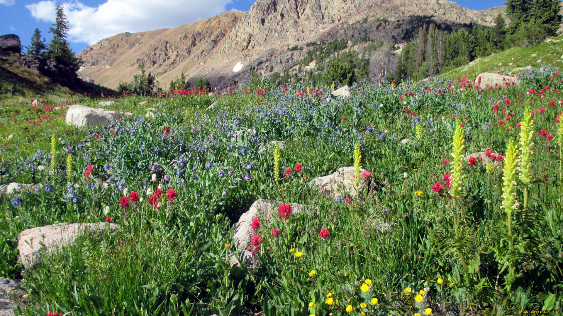природа, горы, цветы, луг, небо, камни, гора, облако