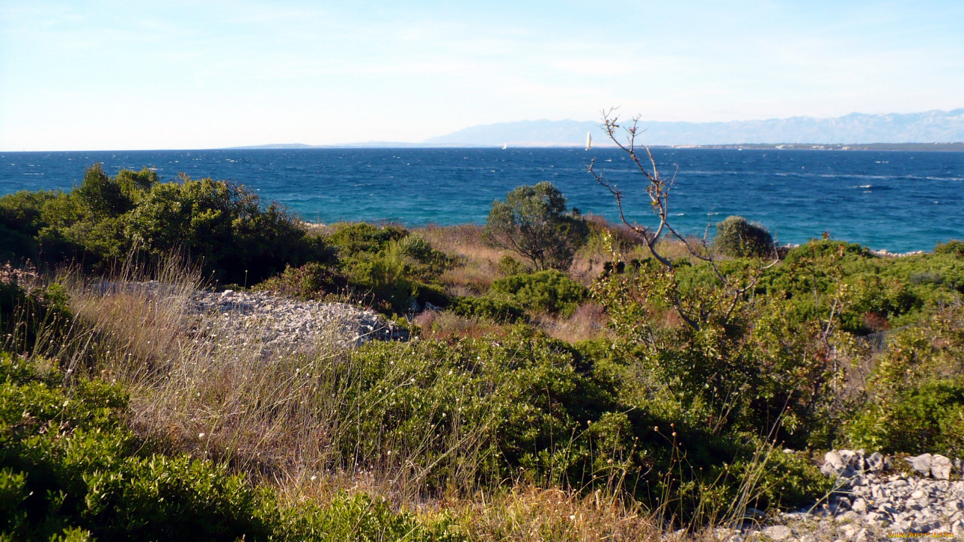 природа, побережье, море, кусты, вода