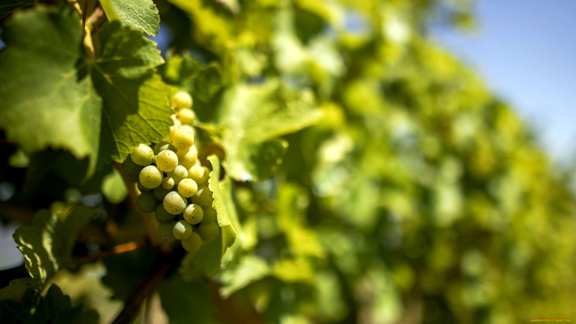 природа, Ягоды, , виноград, гроздь