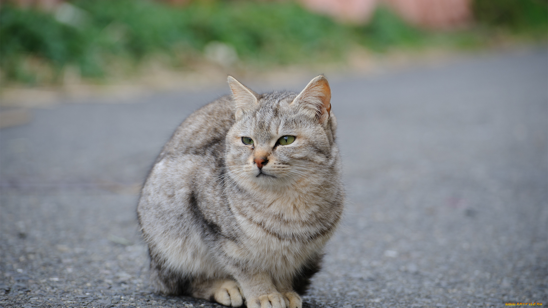 животные, коты, дорога, улица, кот, асфальт, серый