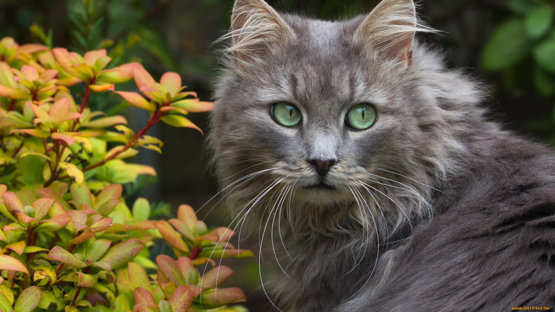 животные, коты, кот