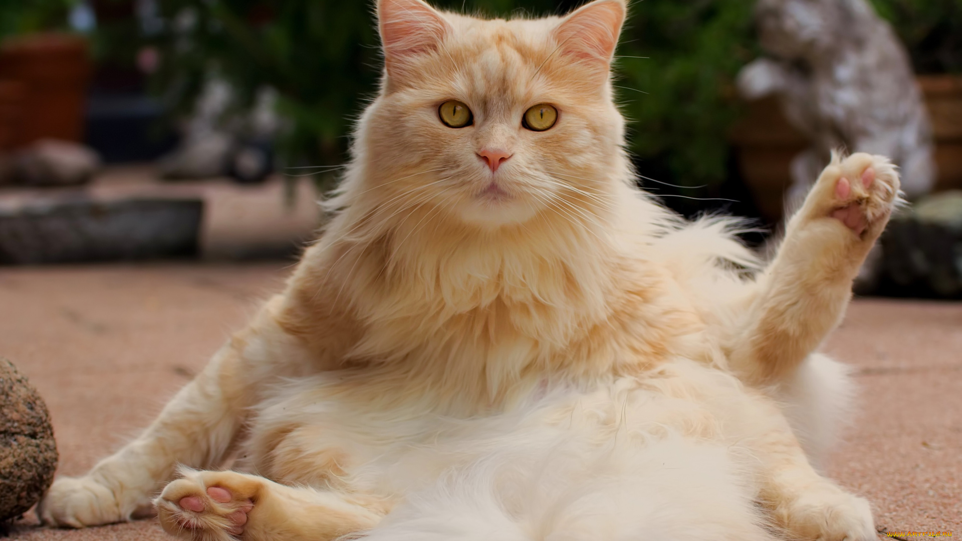 животные, коты, кот