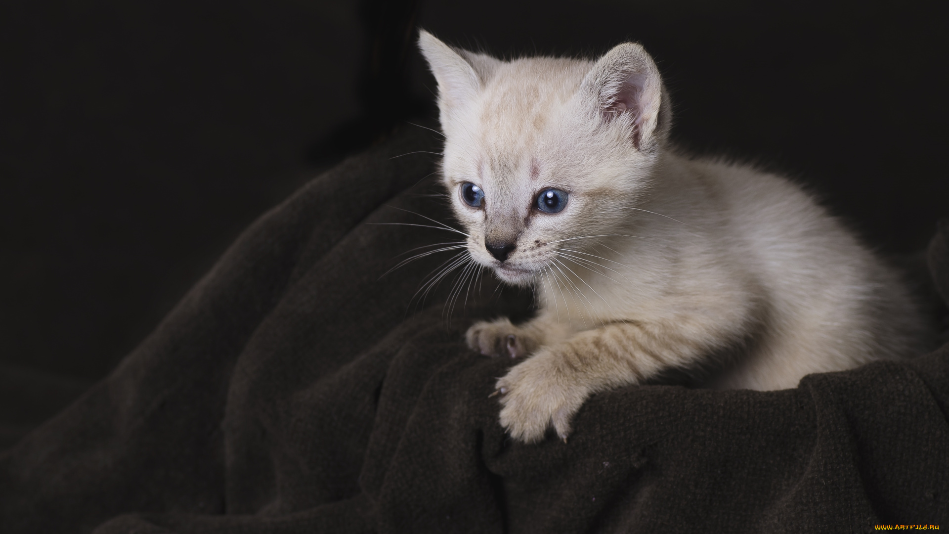 животные, коты, котенок, малыш, мордочка