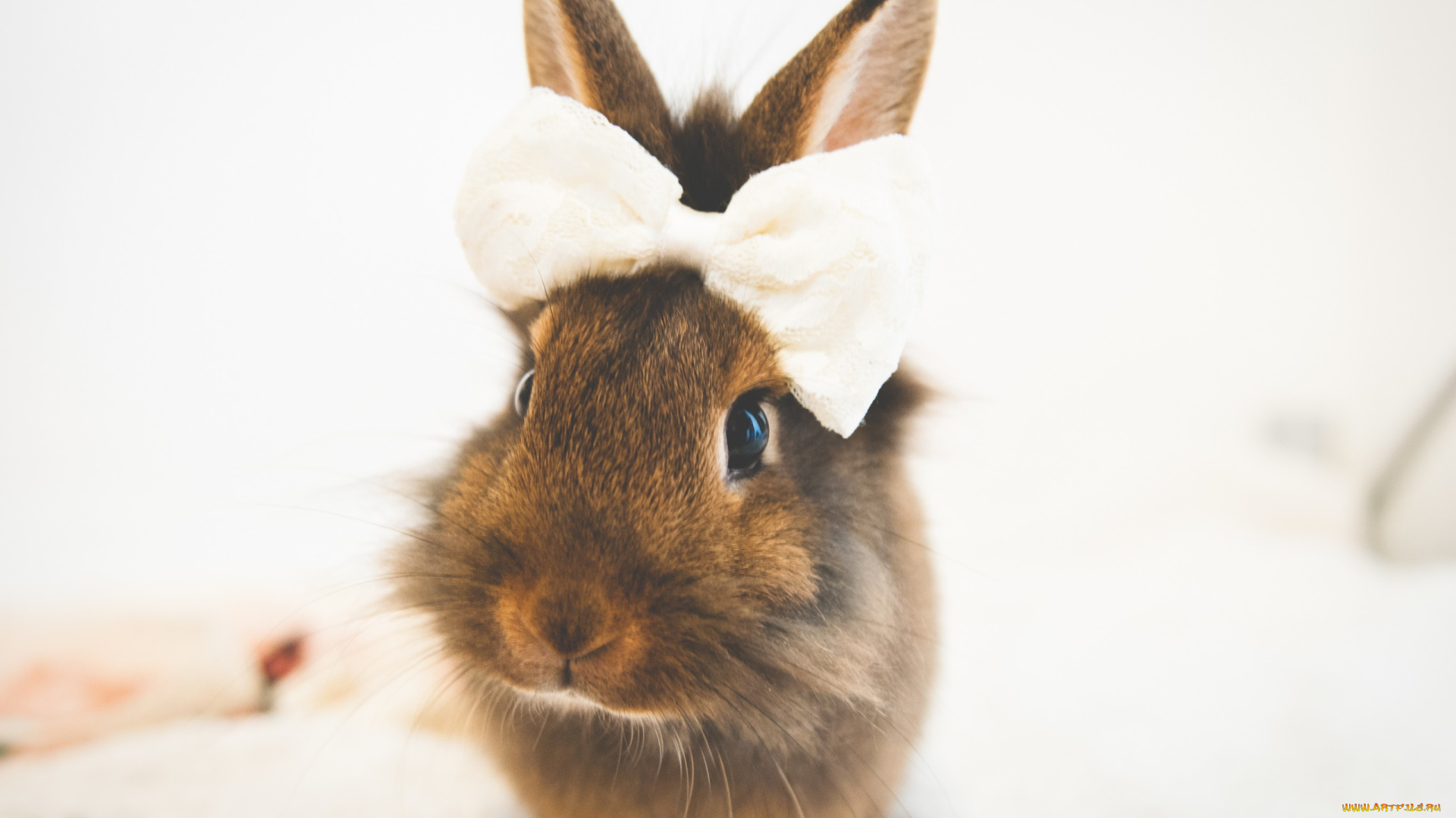 животные, кролики, , зайцы, кролик, бантик