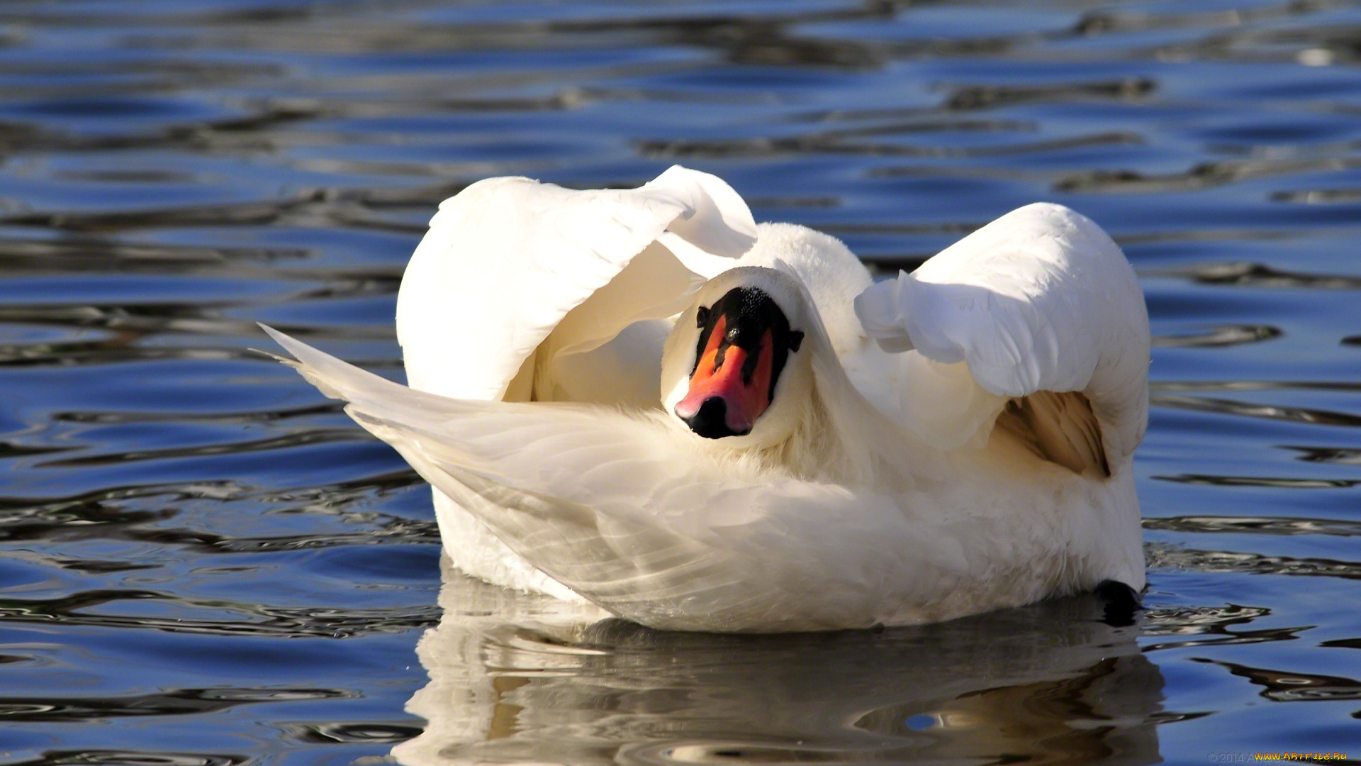 животные, лебеди, вода, белый, лебедь, птица