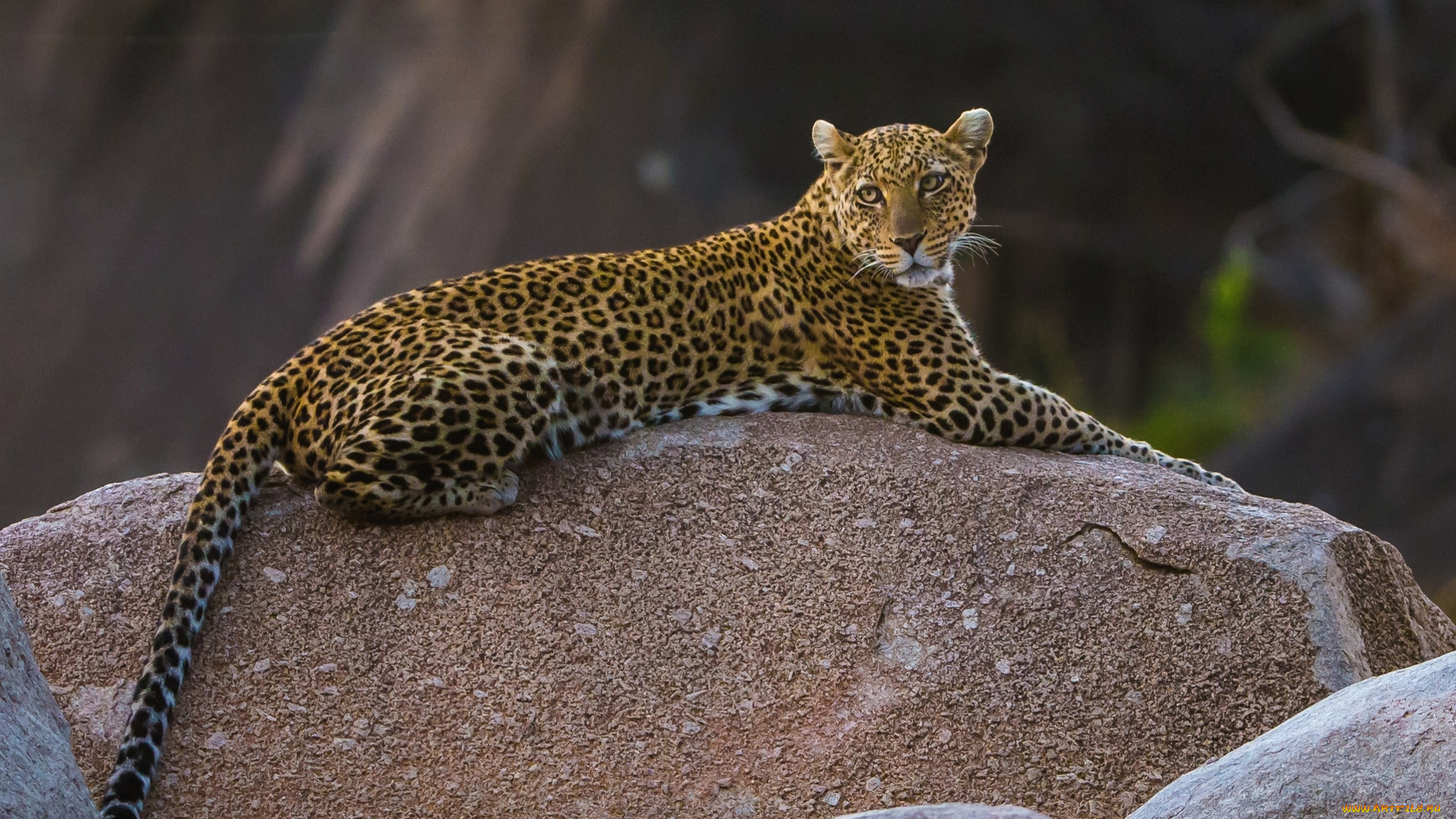 животные, леопарды, леопард, хищник, камень, грация