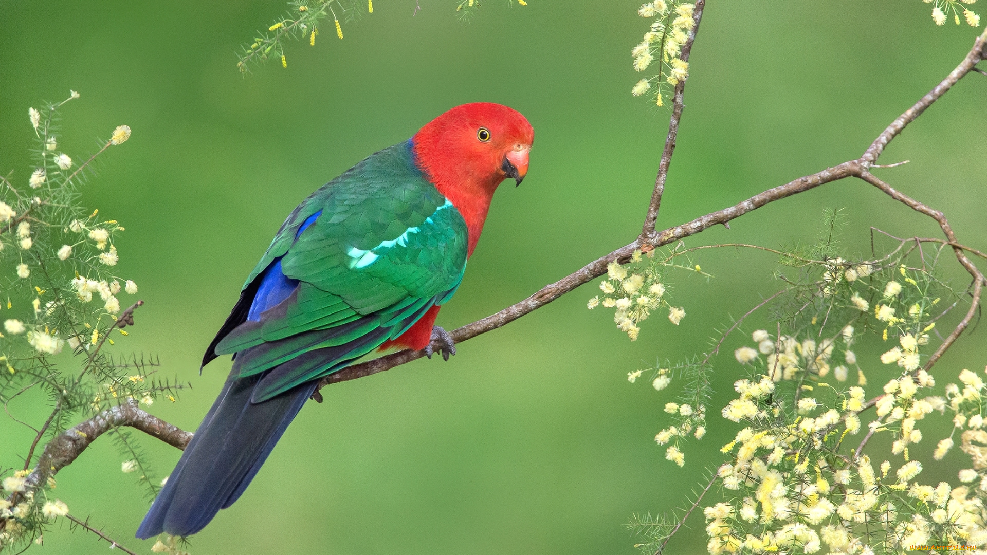 животные, попугаи, попугай, птица, ветка, яркий, разноцветный