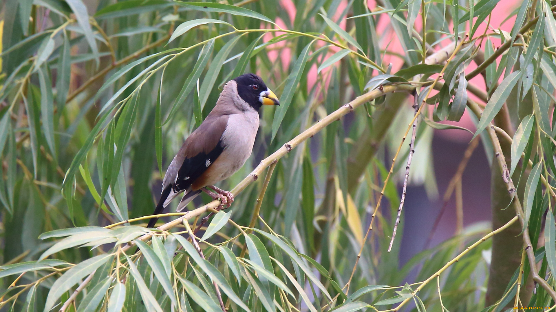 животные, птицы, ветка, птица