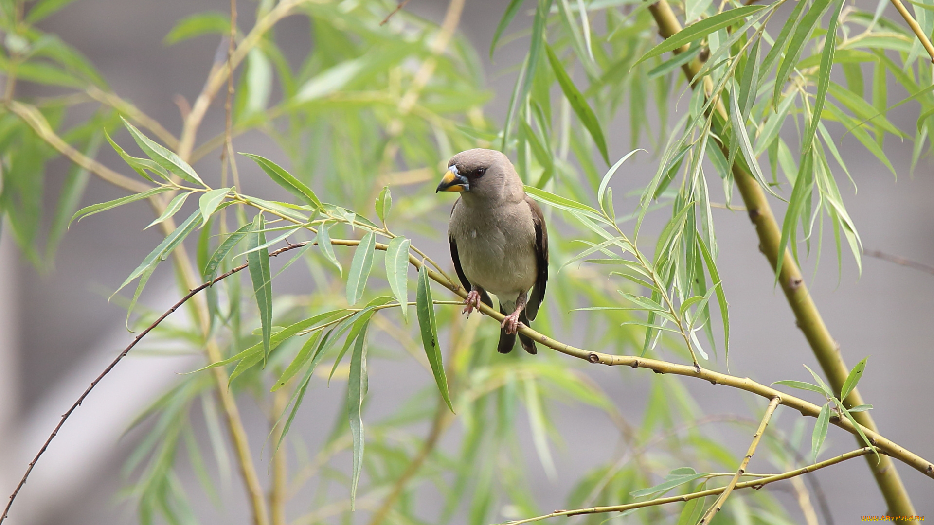 животные, птицы, ветка, птица