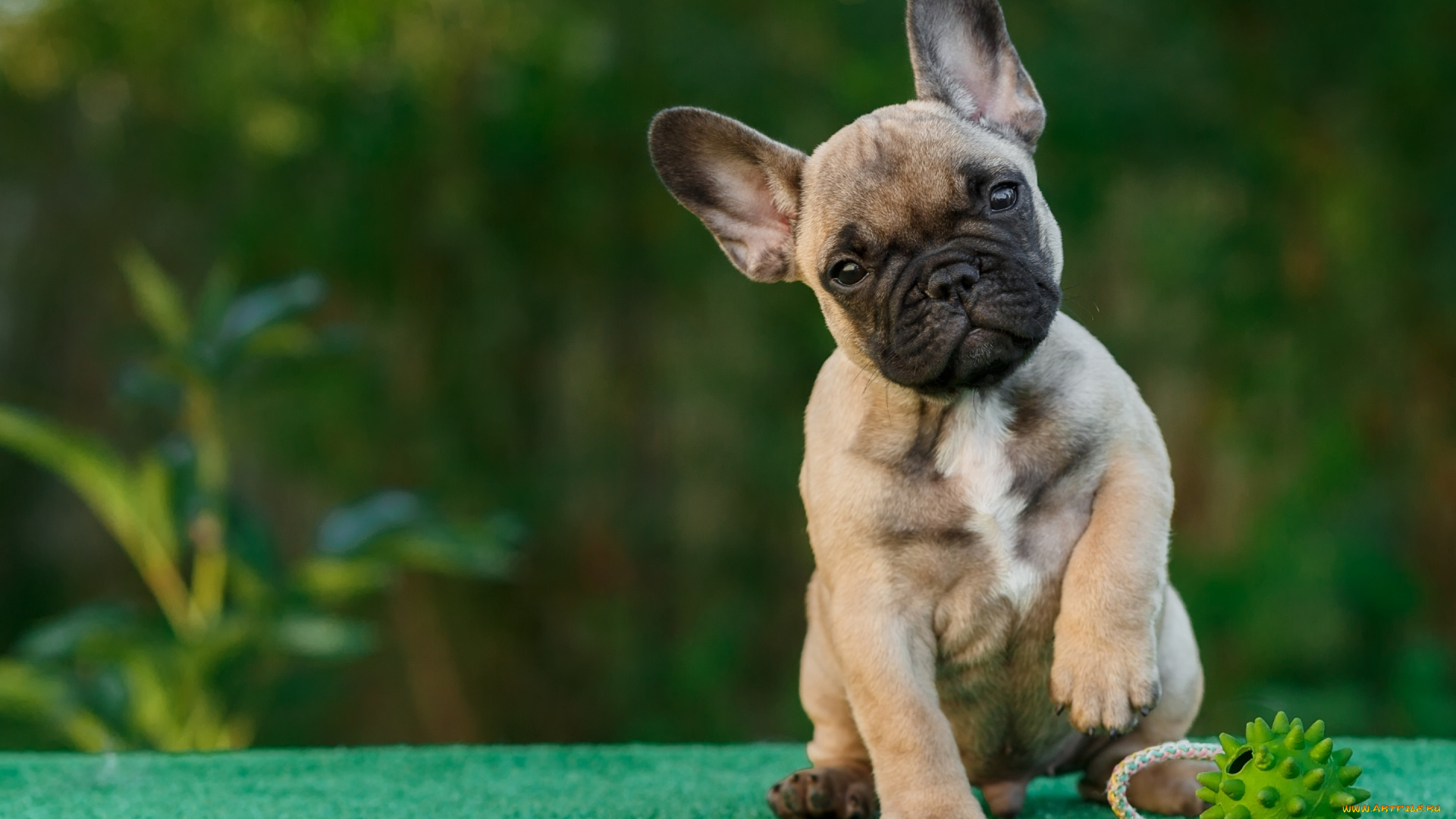 животные, собаки, французский, бульдог, щенок, игрушка