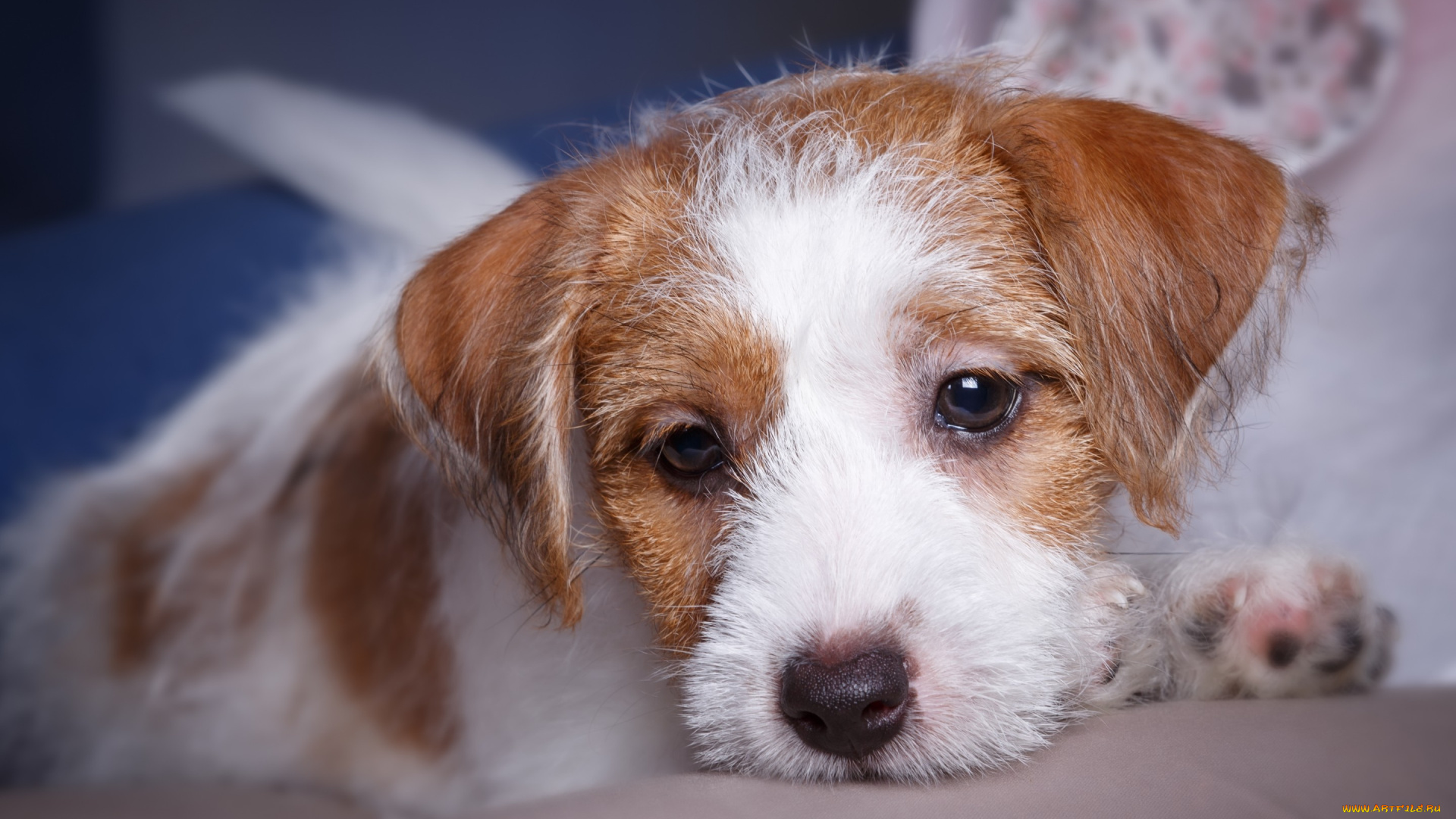 животные, собаки, силихем-терьер, порода, щенок, портрет, мордочка