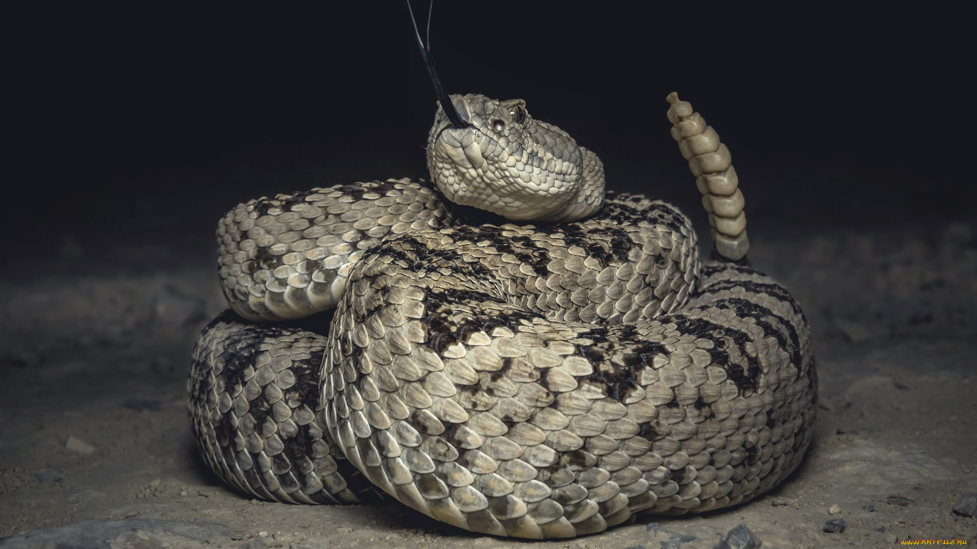 животные, змеи, , питоны, , кобры, змея