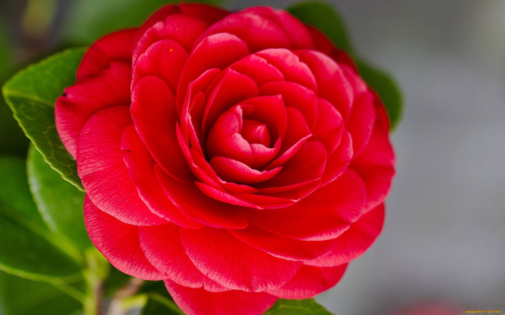 цветы, камелии, макро, алый