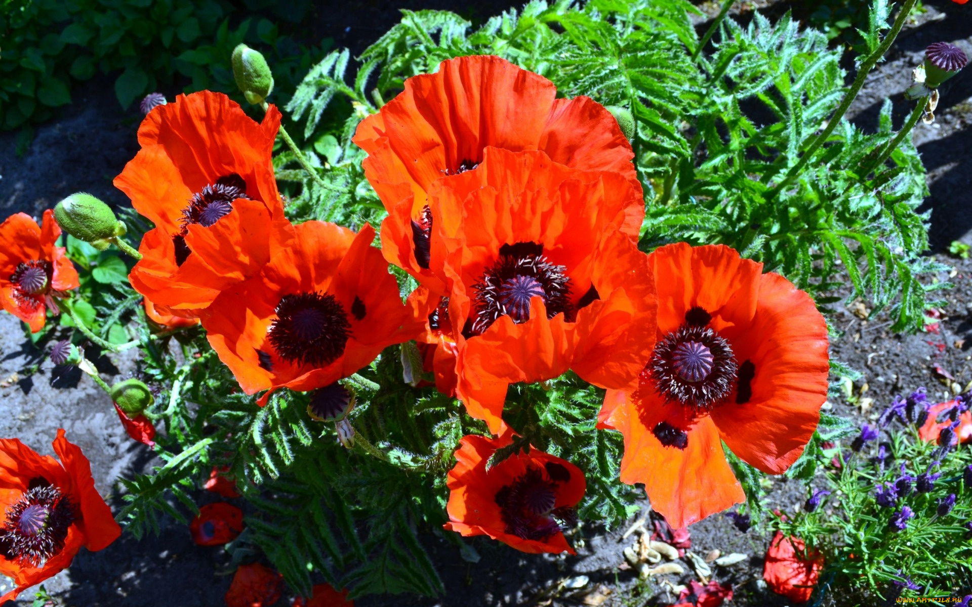 цветы, маки, алый