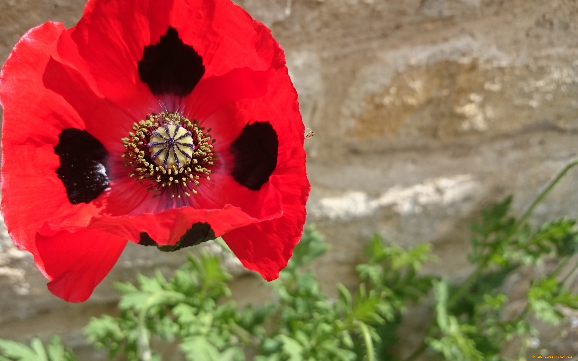 цветы, маки, алый, макро