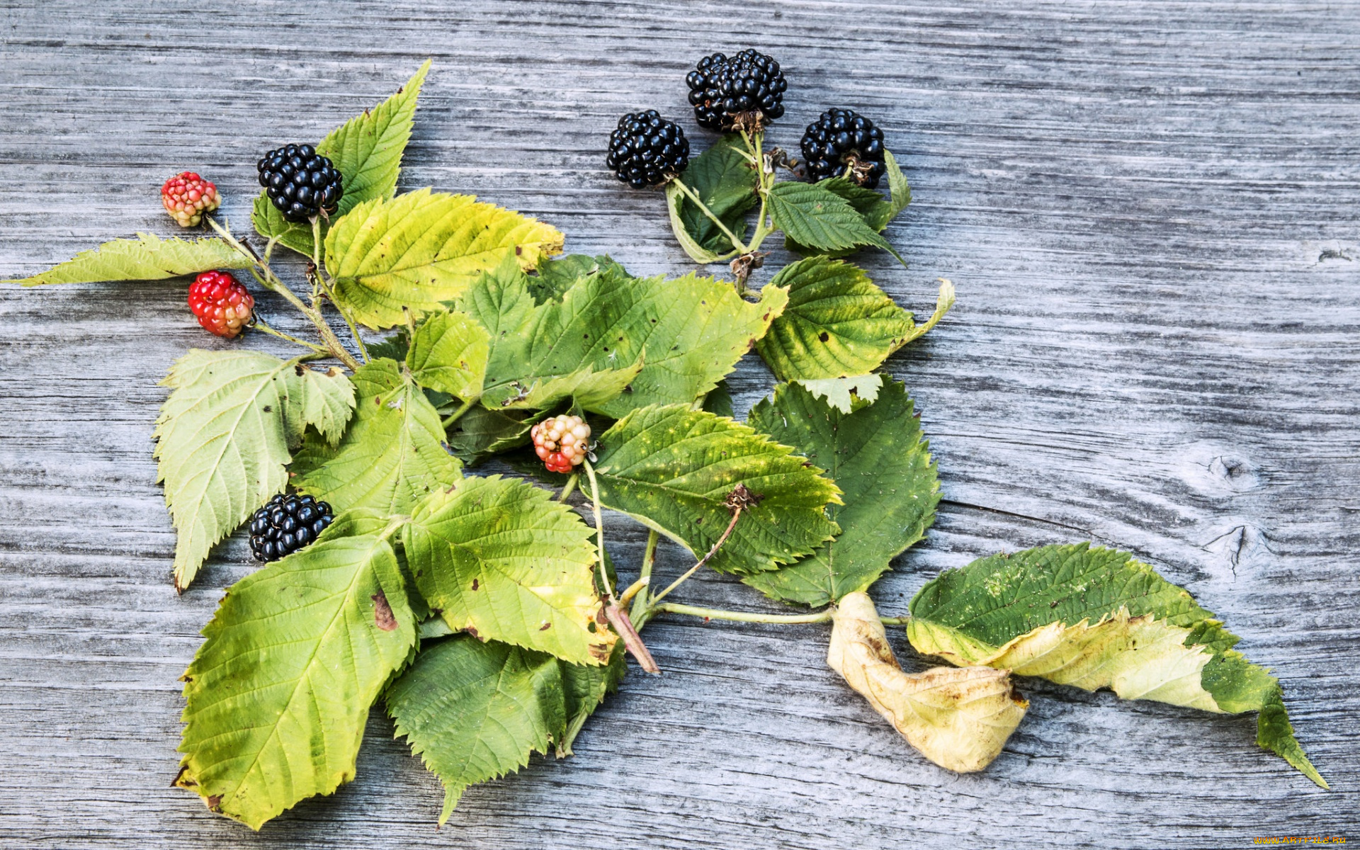 еда, ежевика, ягоды, листья