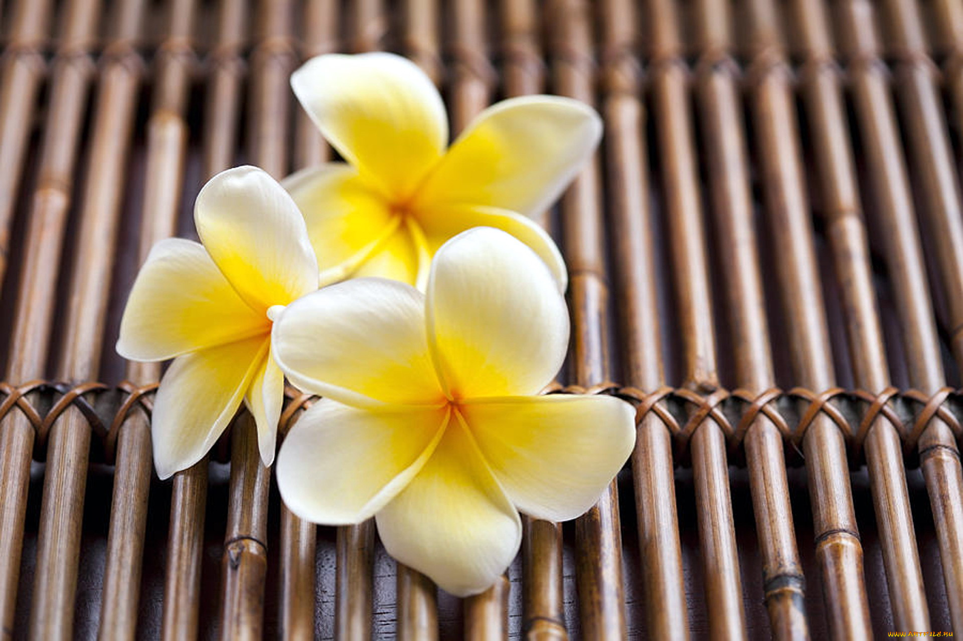 цветы, плюмерия, макро, лепестки