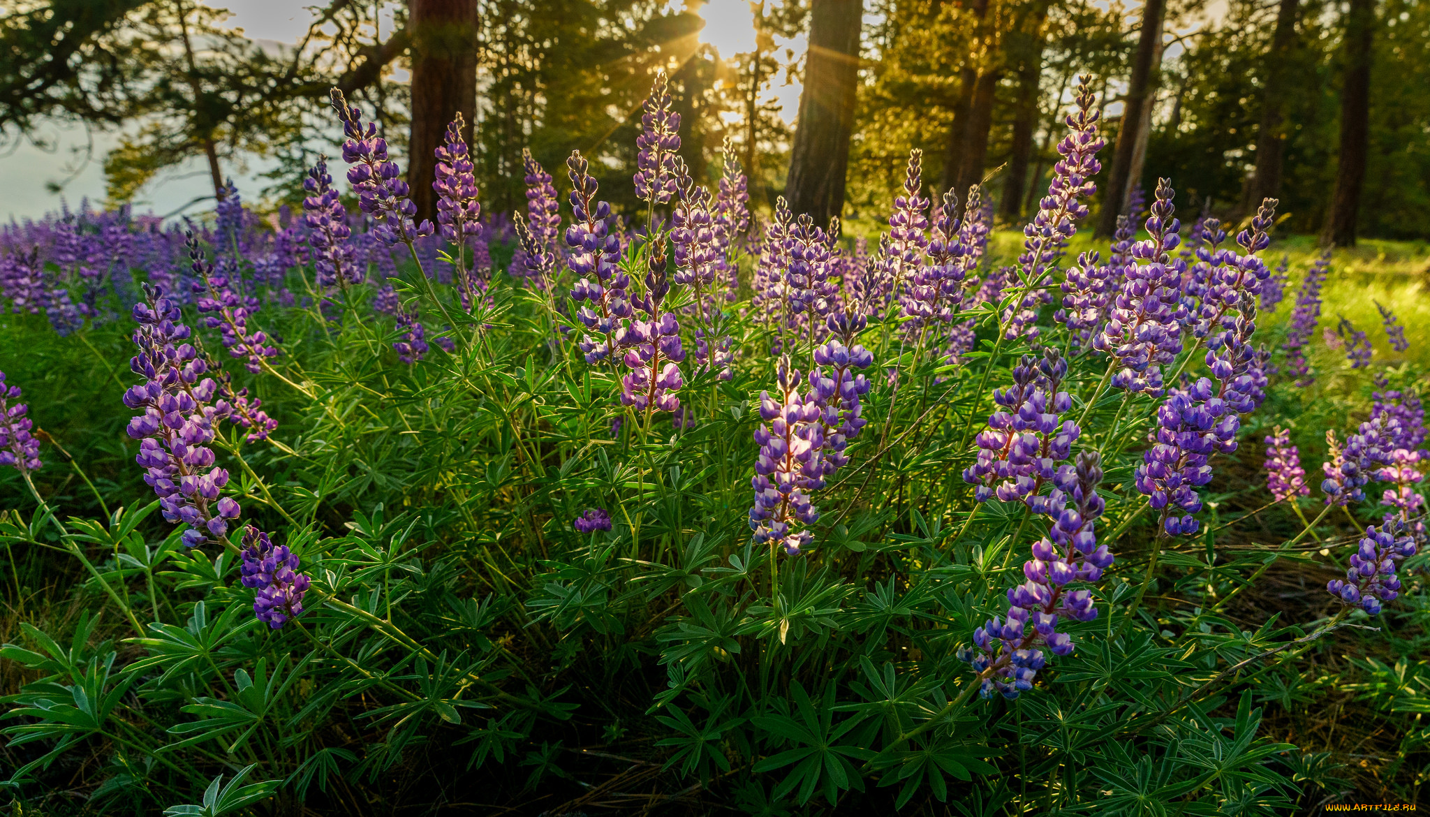 цветы, люпин, лужок