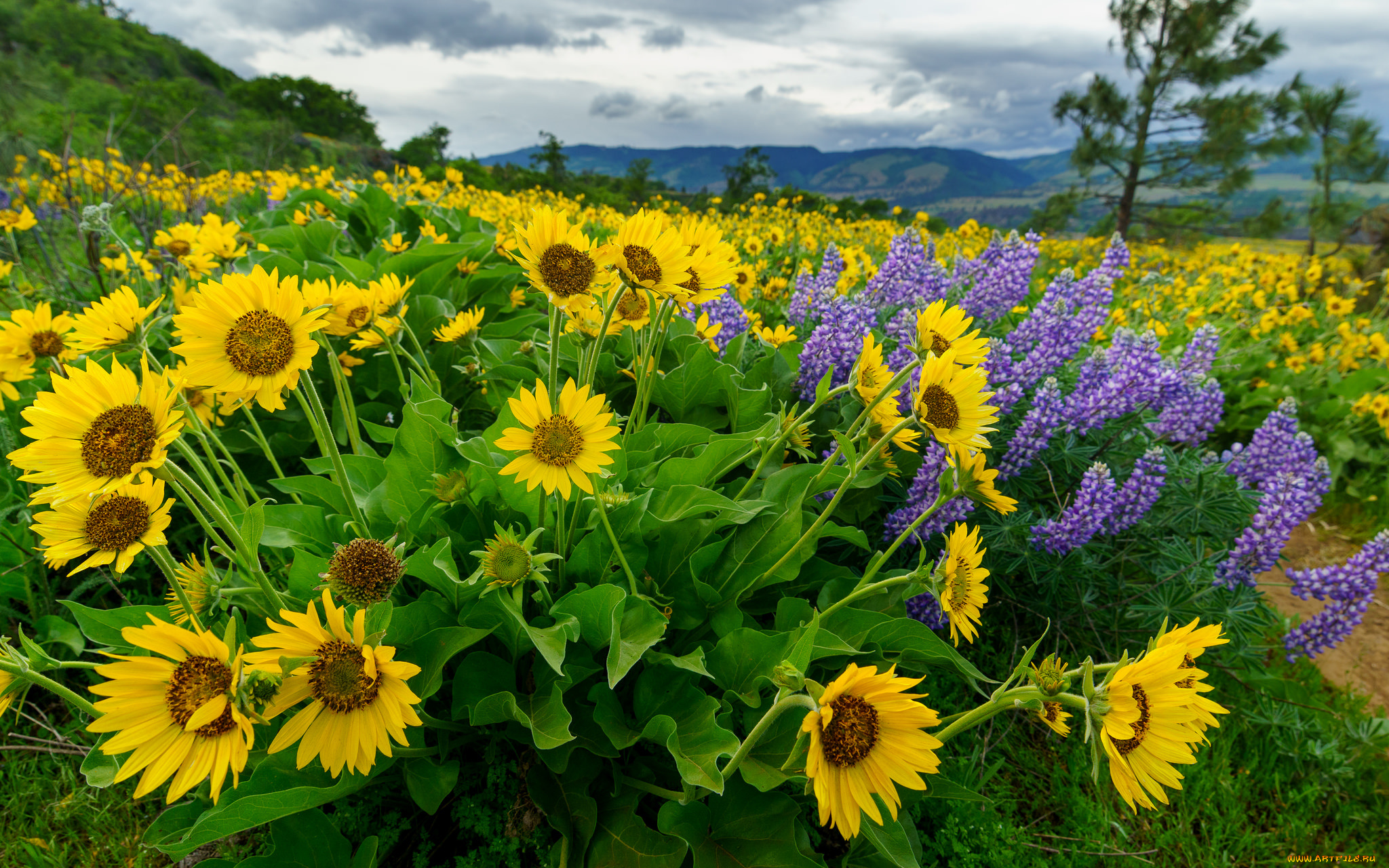 цветы, луговые, , полевые, , цветы, лужок