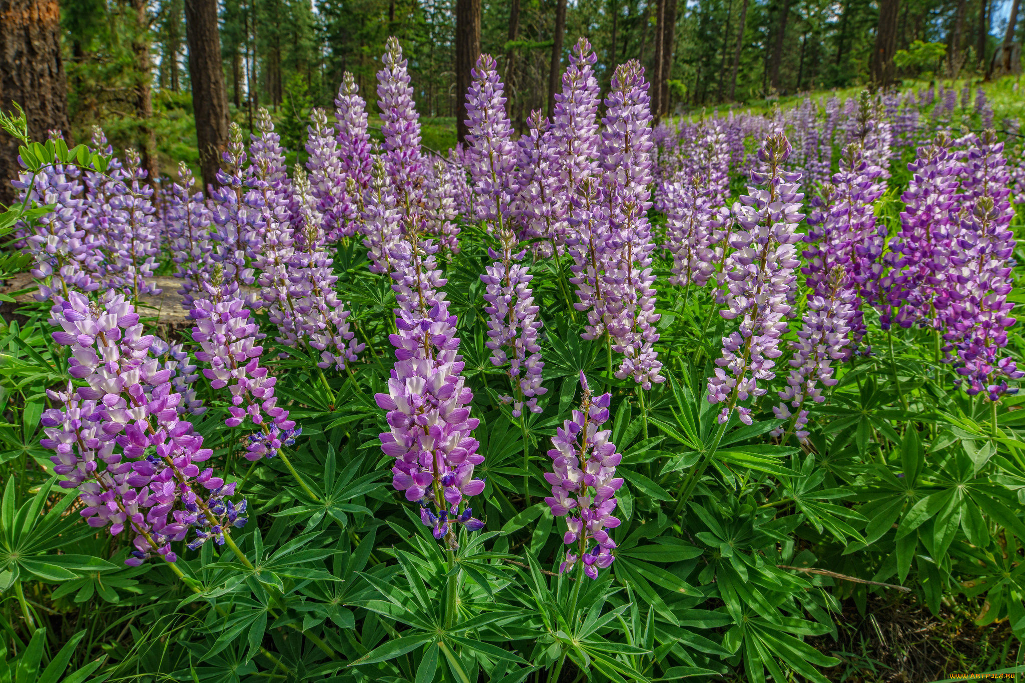 цветы, люпин, лужок