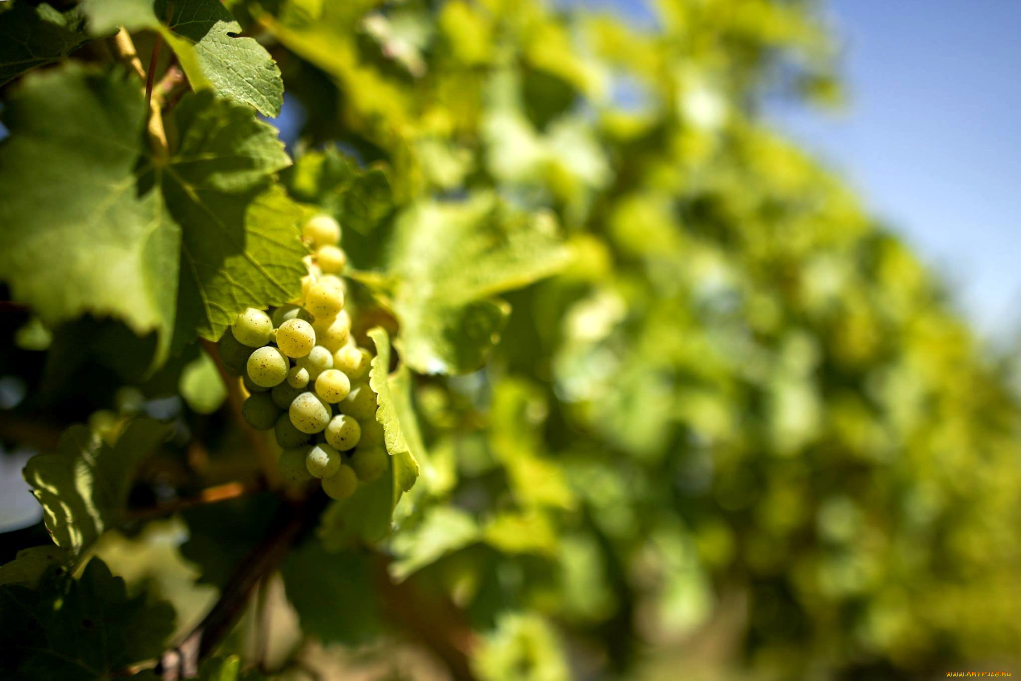 природа, Ягоды, , виноград, гроздь