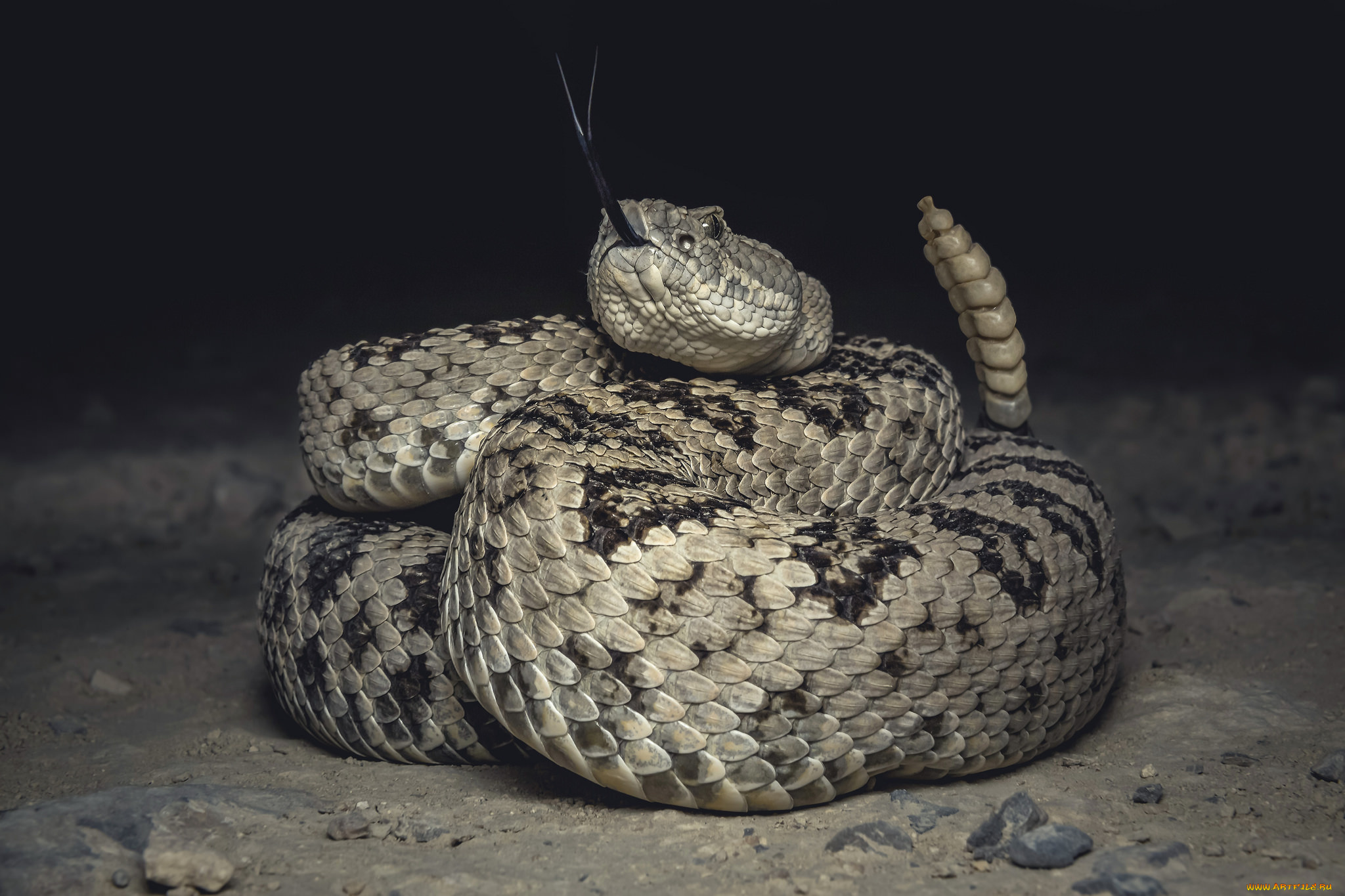 животные, змеи, , питоны, , кобры, змея