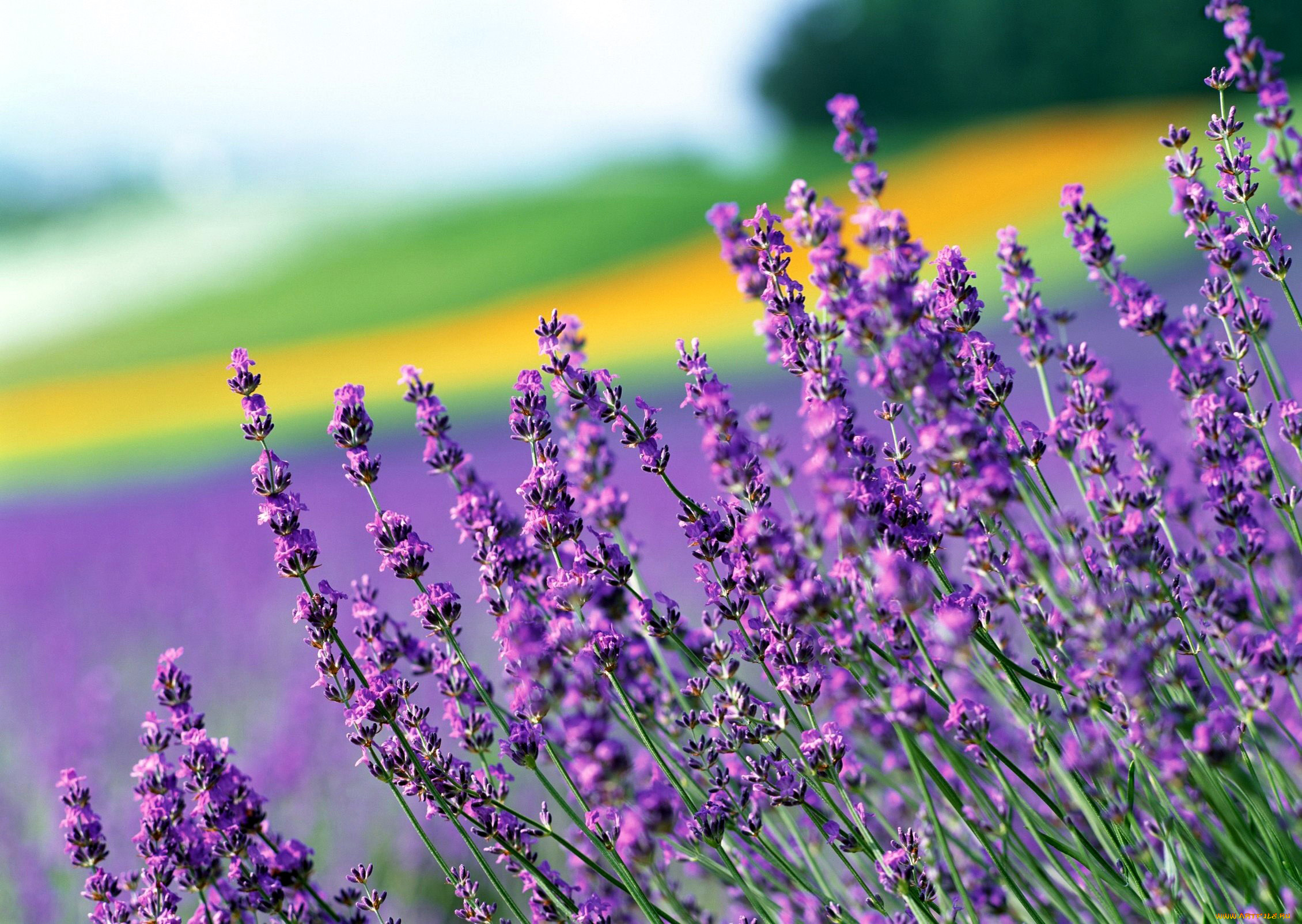 цветы, лаванда, боке