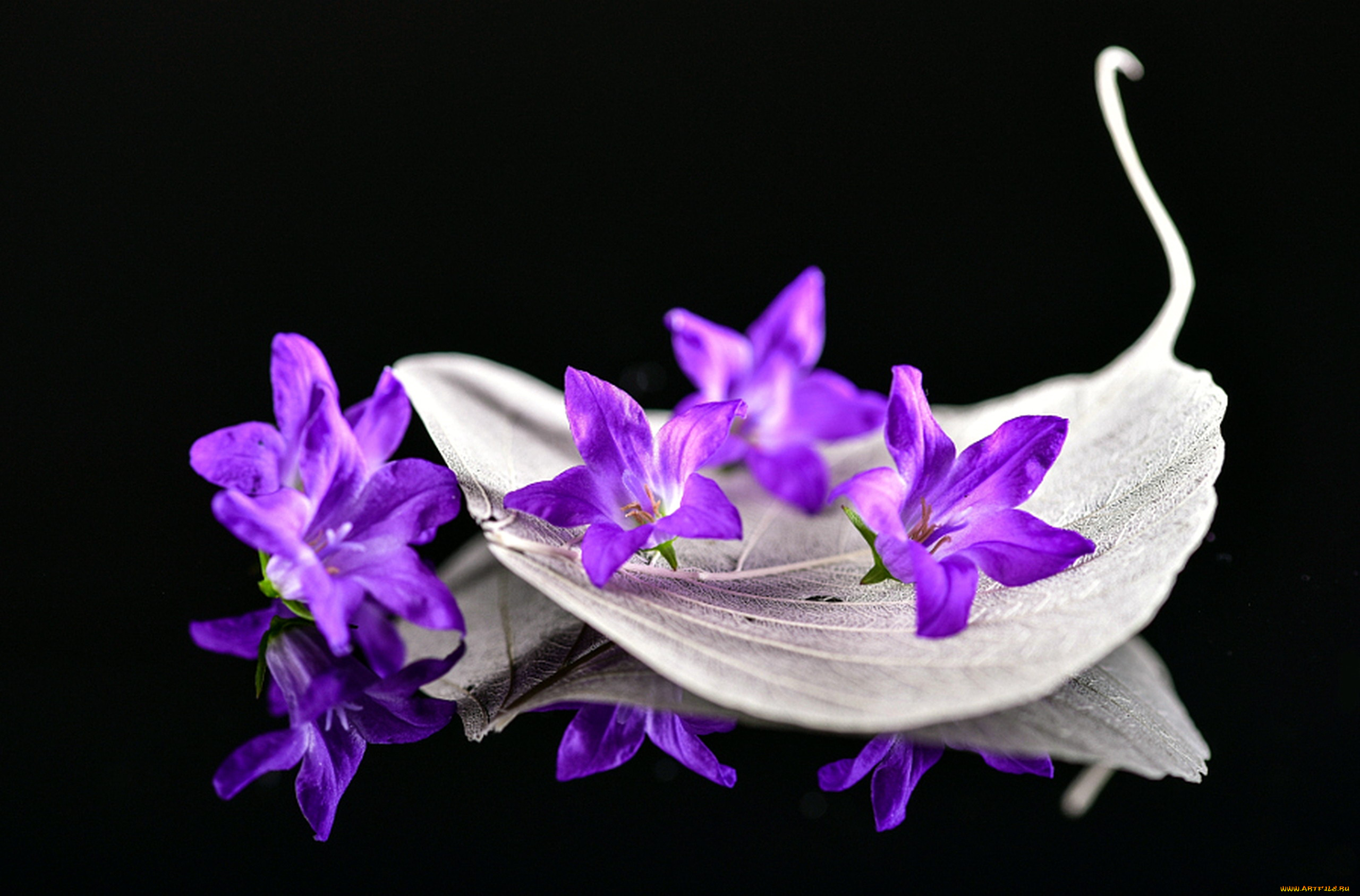 цветы, колокольчики, лиловый