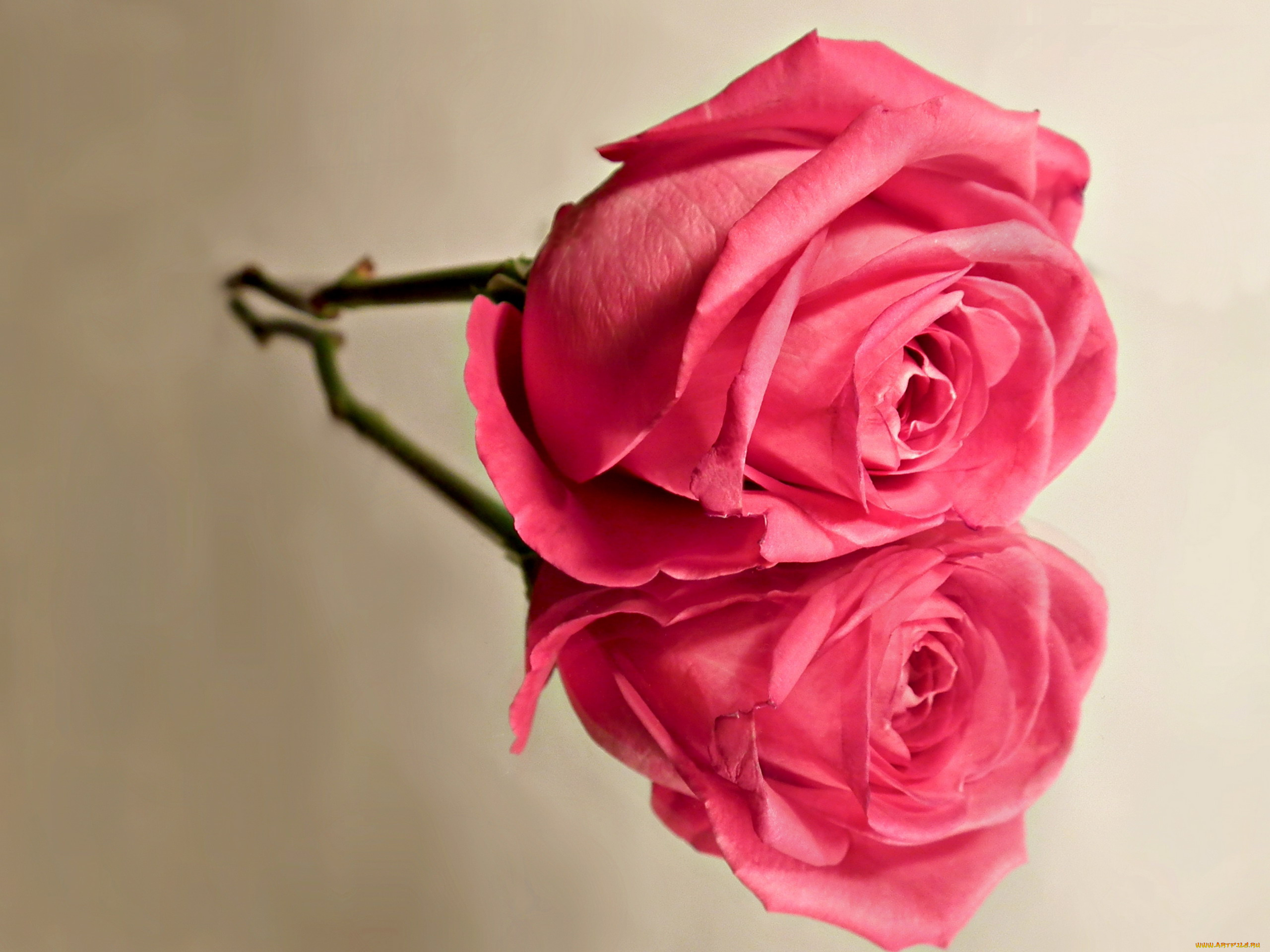 цветы, розы, розовый, бутон, одинокий