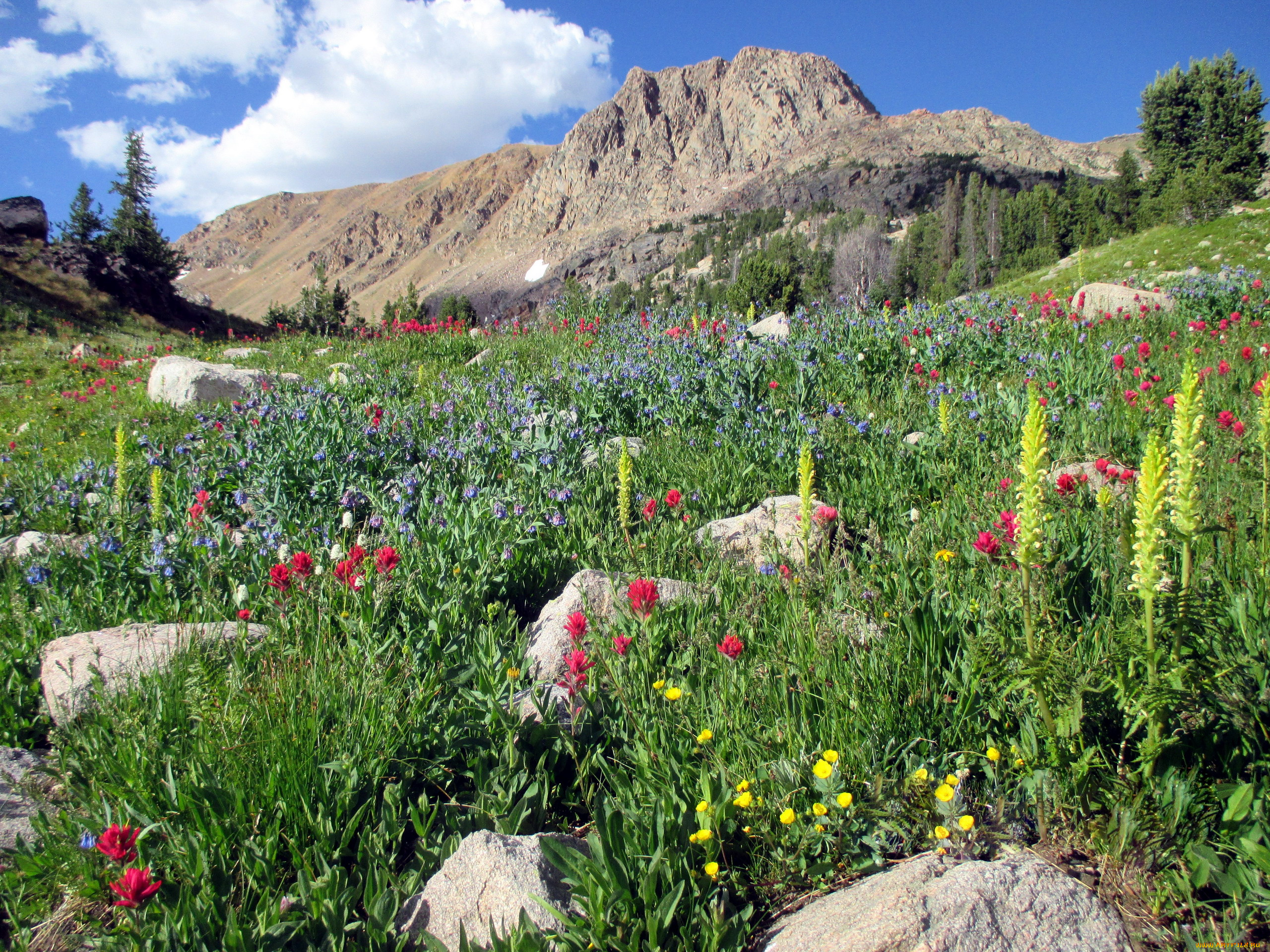 природа, горы, цветы, луг, небо, камни, гора, облако