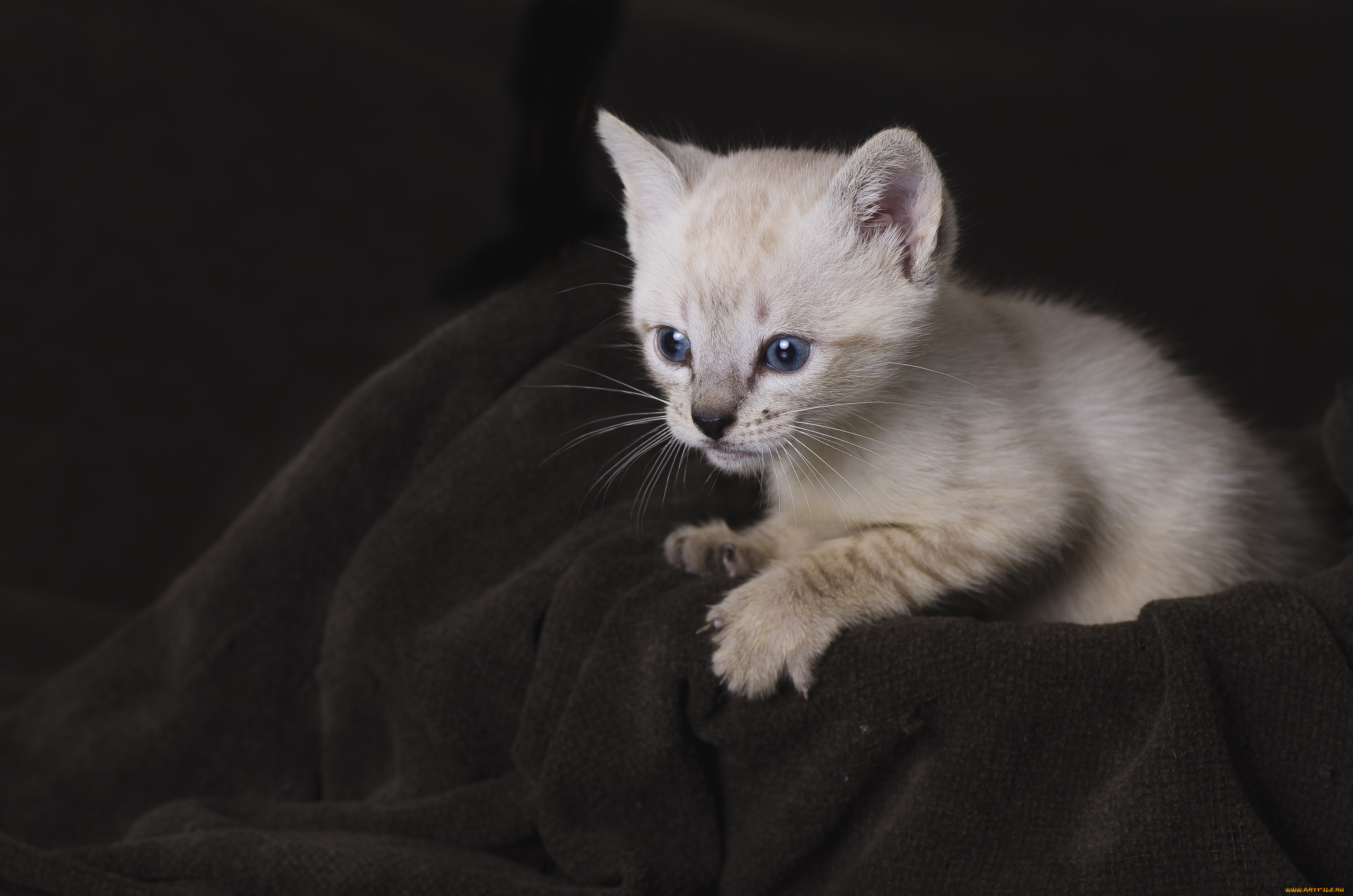 животные, коты, котенок, малыш, мордочка