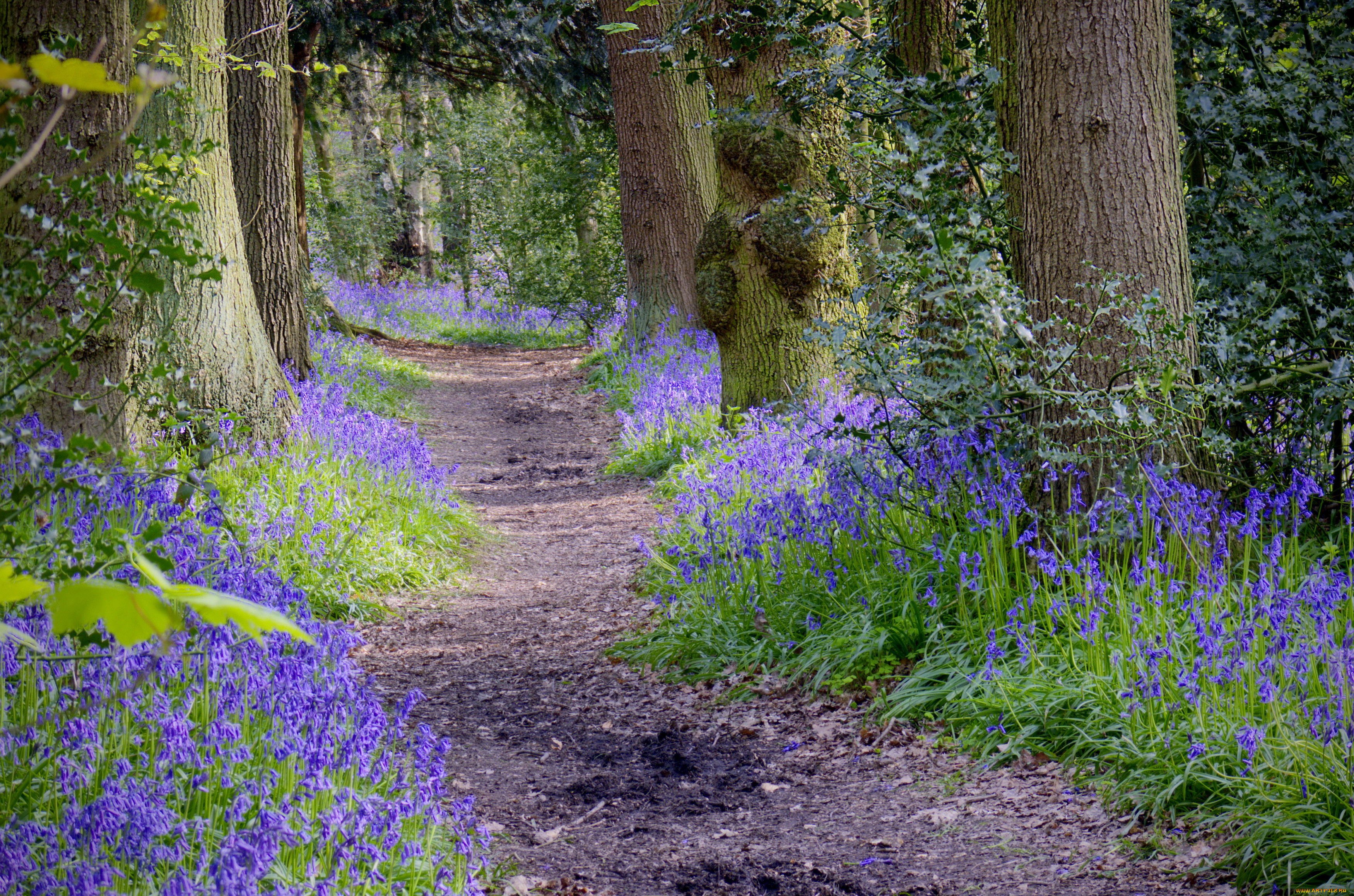 природа, дороги, цветы, тропинка, лес