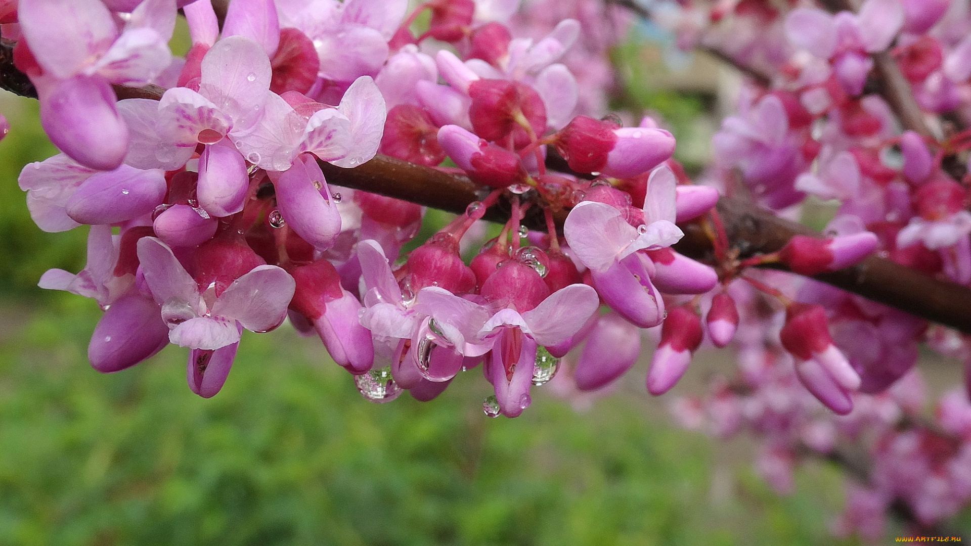 цветы, цветущие, деревья, , , кустарники, церцис, европейский, иудово, дерево, иудино, цветущие, деревья, весна, 2017, багряник, обыкновенный, краснодар