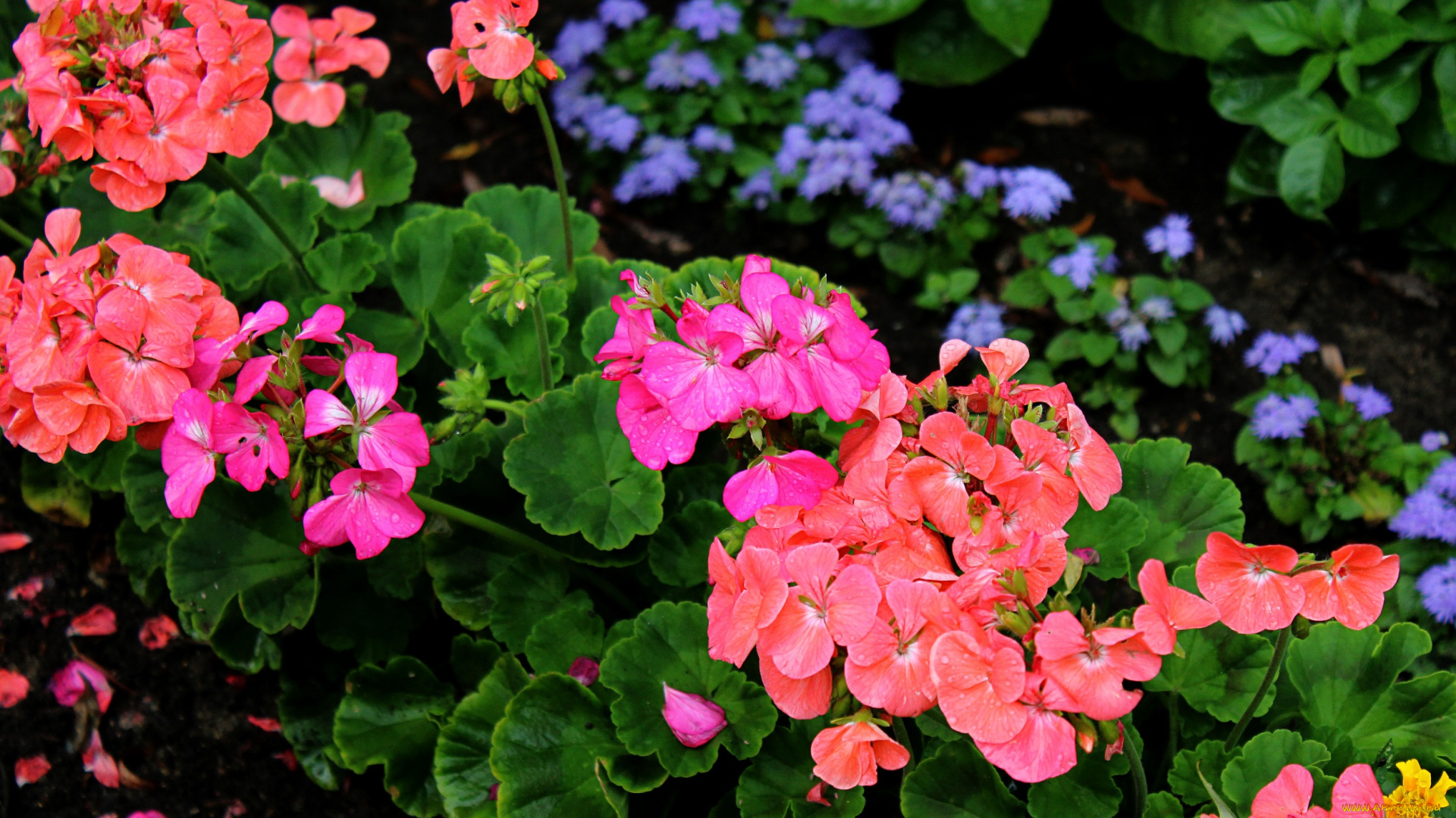 цветы, герань, садовые, флора, растения, клумба, лето