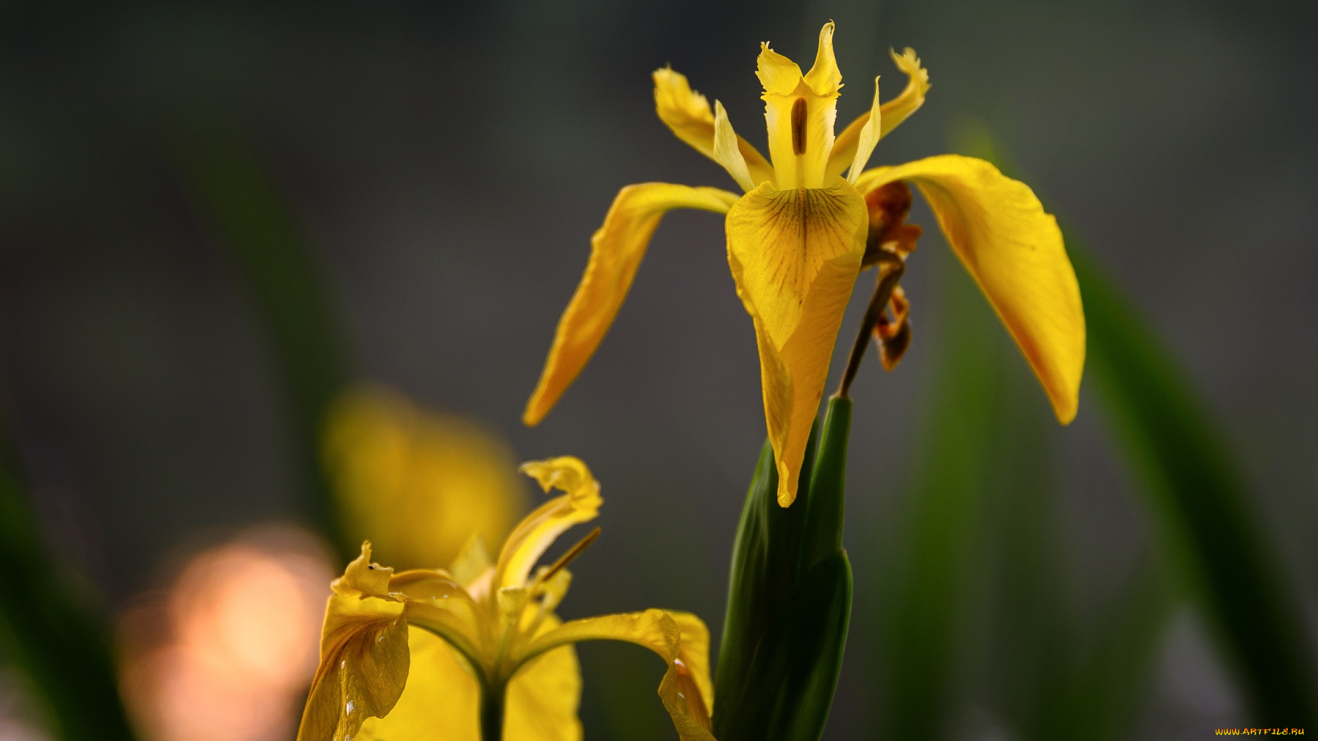 цветы, ирисы, красиво, лето