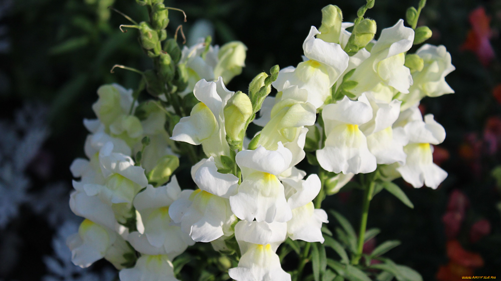 цветы, львиный, зев, лето, растения, макро, флора, садовые, львиный, зев