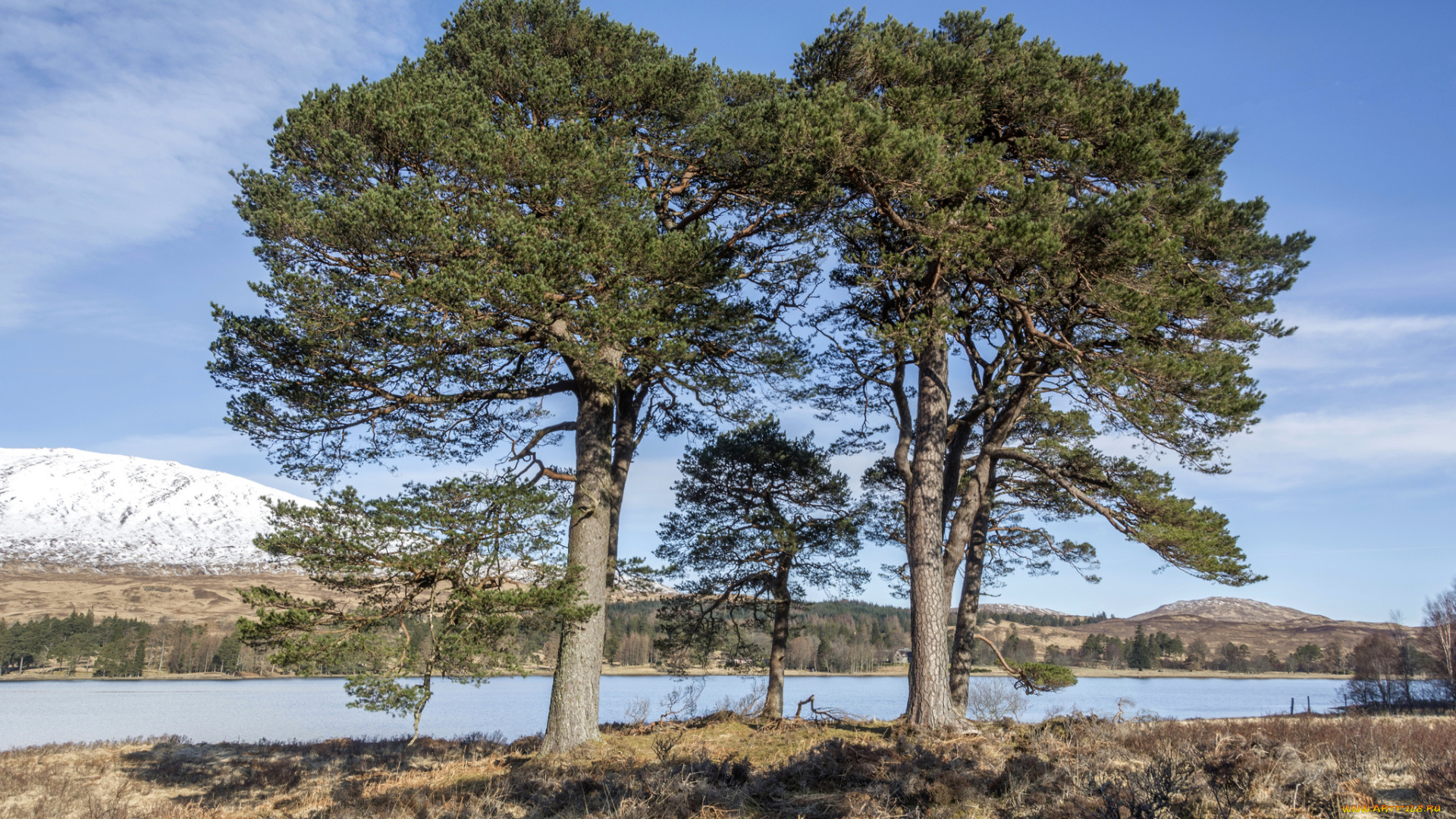 природа, деревья, простор