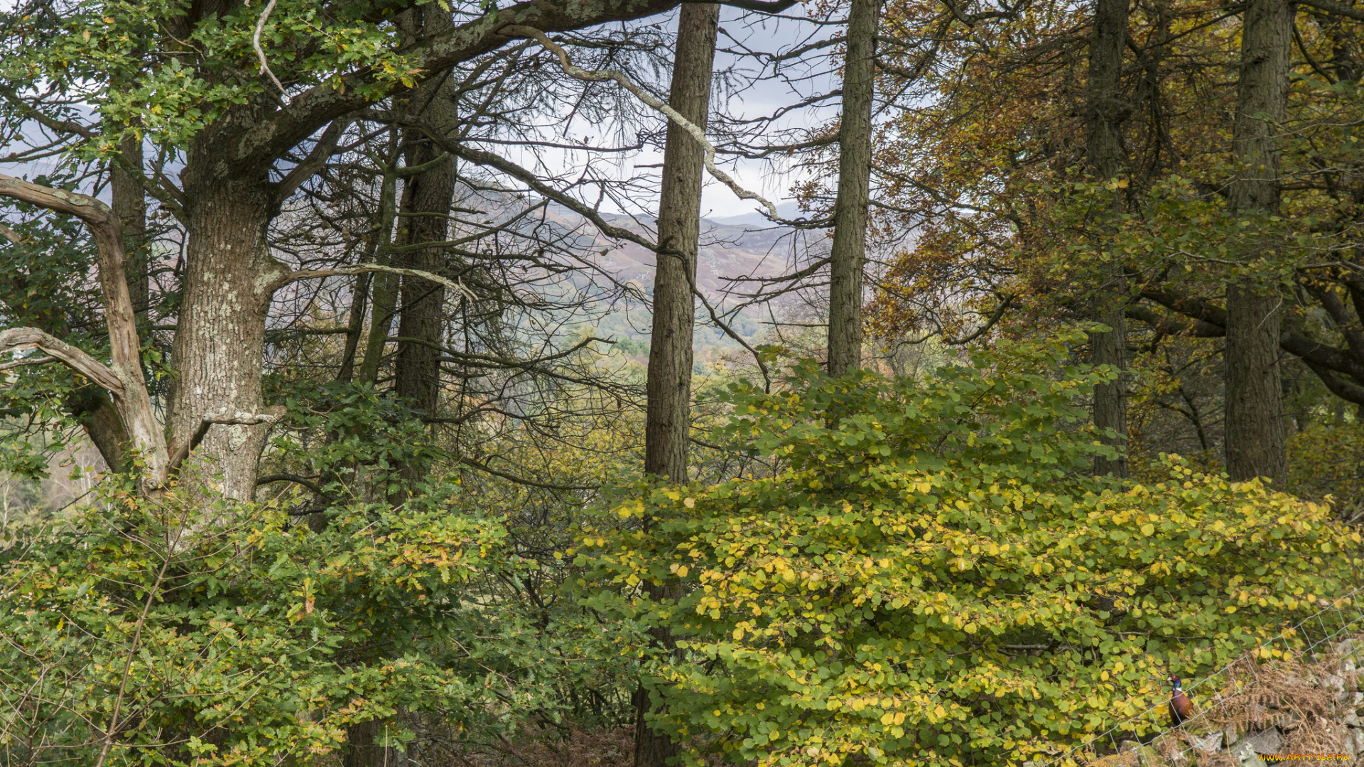 природа, лес, простор