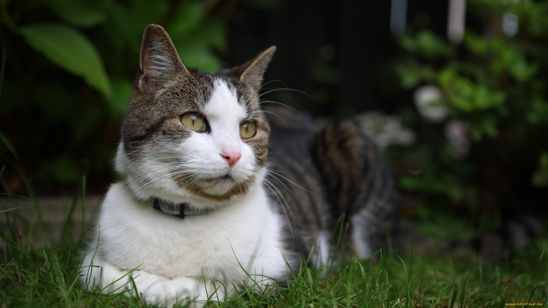 животные, коты, кошка, окрас, шерсть, порода, животное