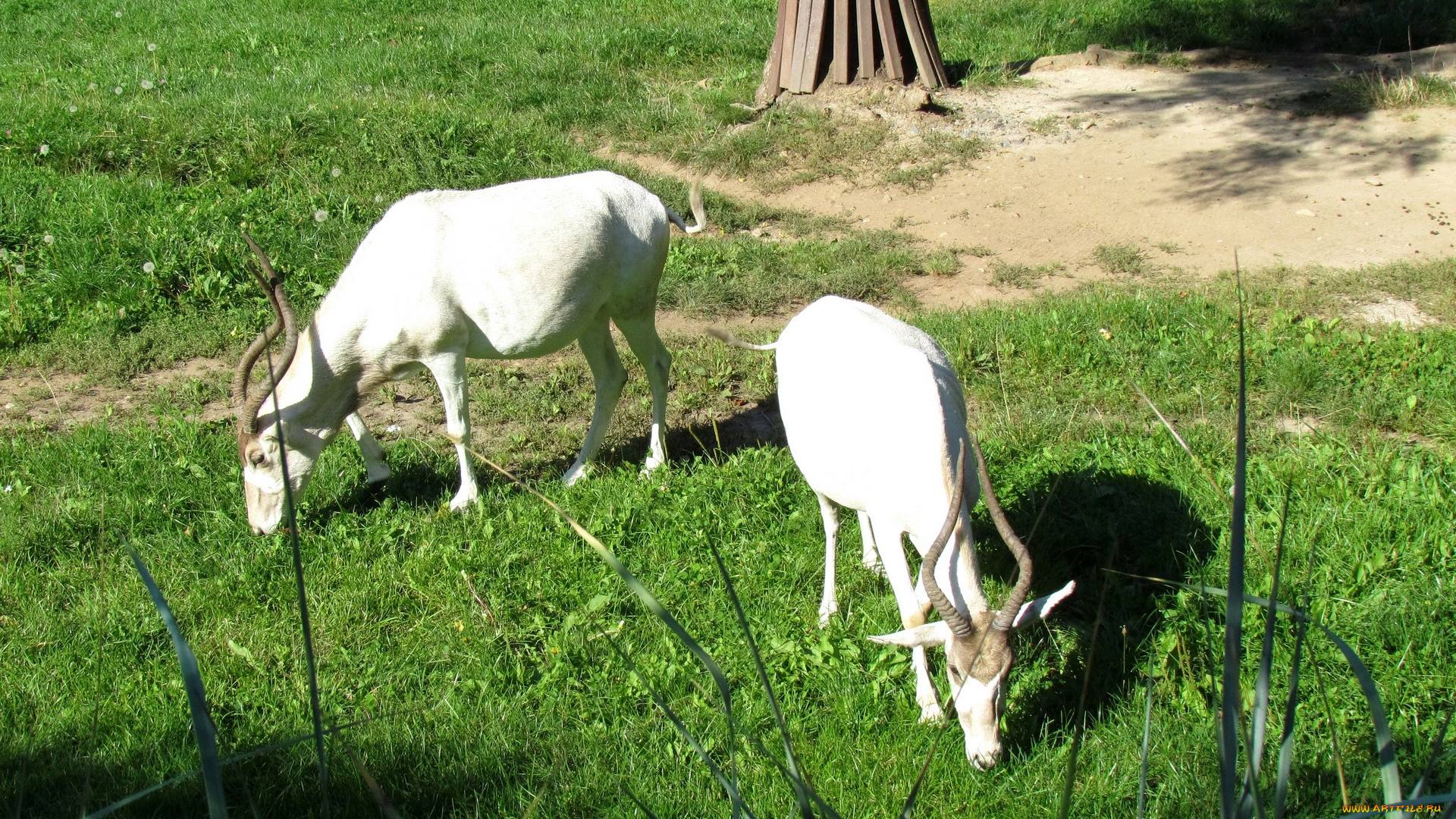животные, козы, двое, трава, растения