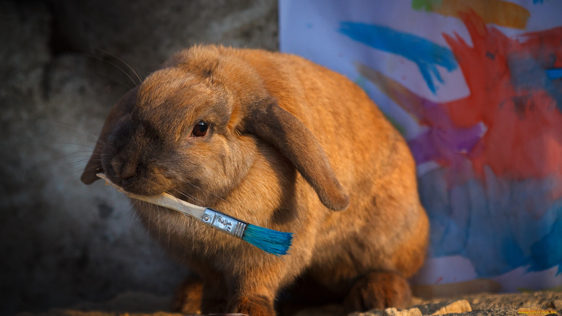 животные, кролики, , зайцы, кисть, краски, кролик, художник