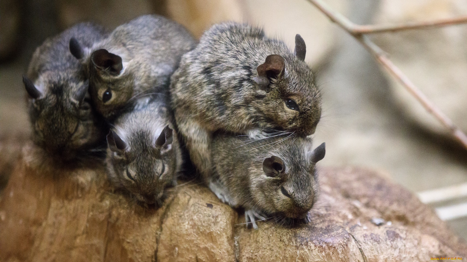 животные, крысы, , мыши, весна, зоопарк, мыши