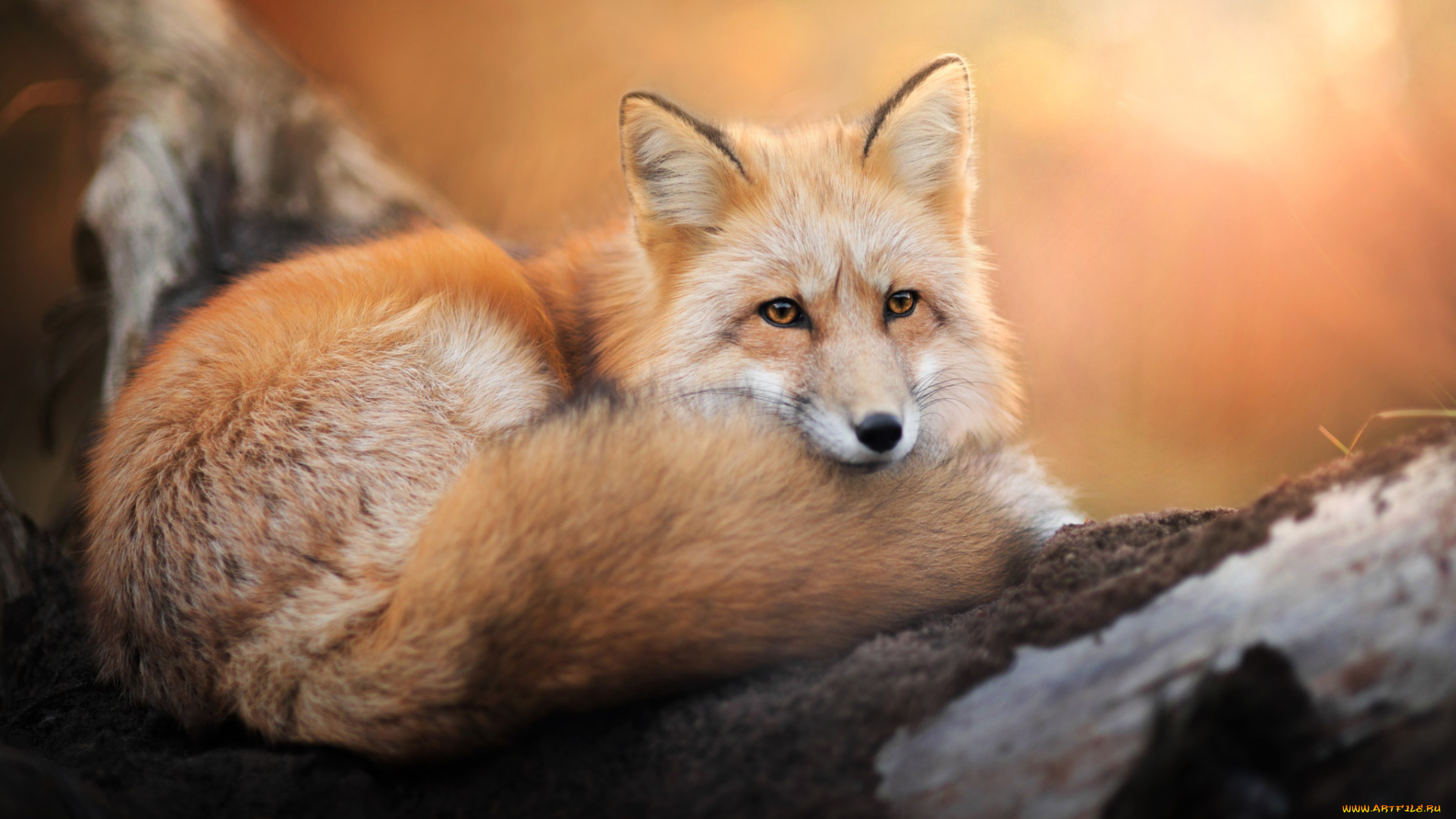 животные, лисы, лис, хвост, взгляд, лиса